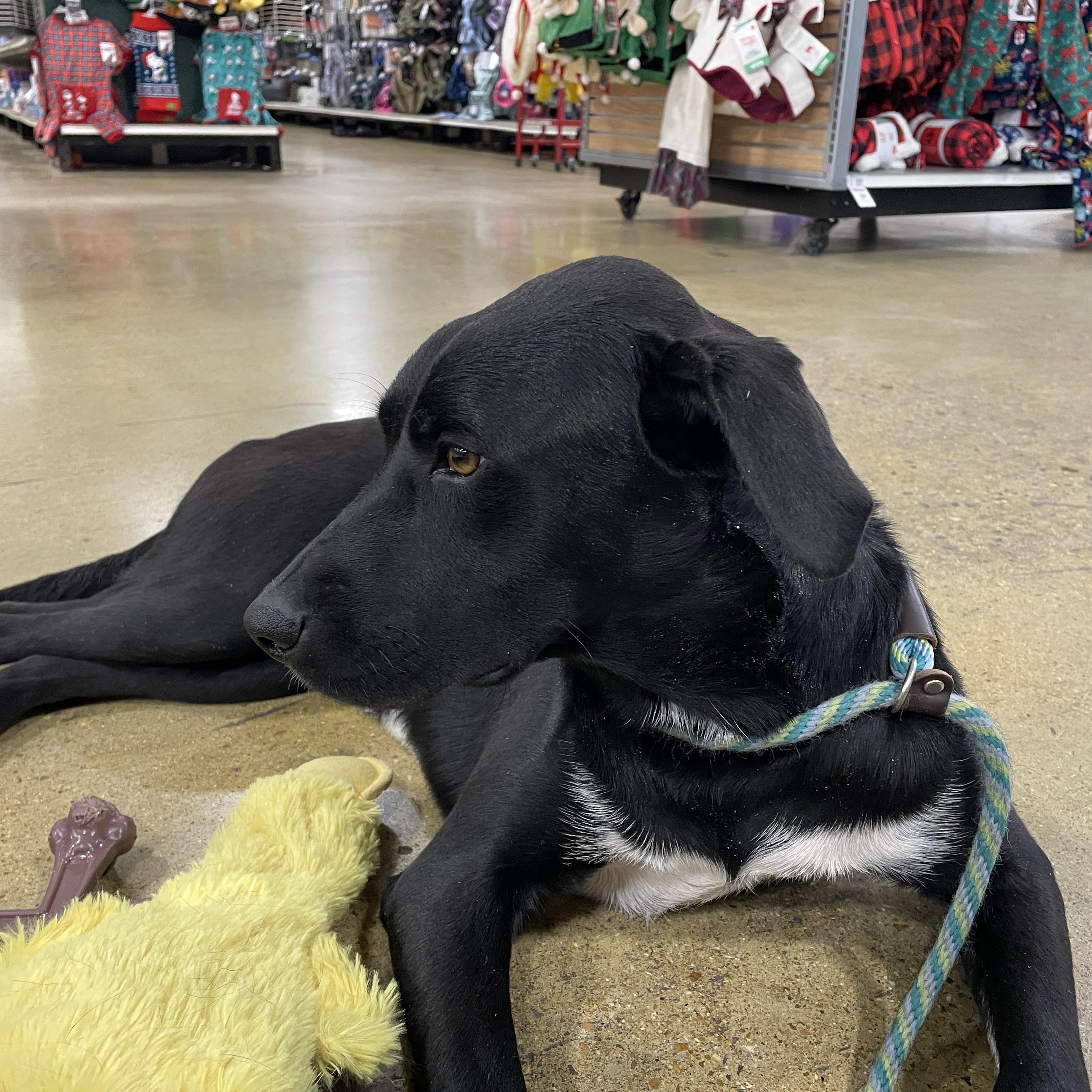 Enlarge Mimi, a ADOPTABLE mixed breed in South Pittsburg, TN image 3/3