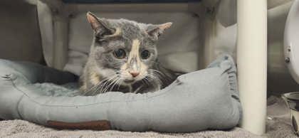 Luna, Adoptable, Adult Female Domestic Short Hair & Domestic Short Hair.