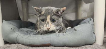 Luna, Adoptable, Adult Female Domestic Short Hair & Domestic Short Hair.