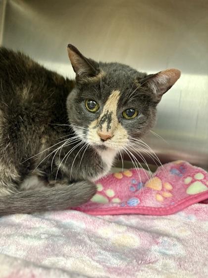 Enlarge Luna, a Adoptable mixed breed in Munster, IN image 3/3