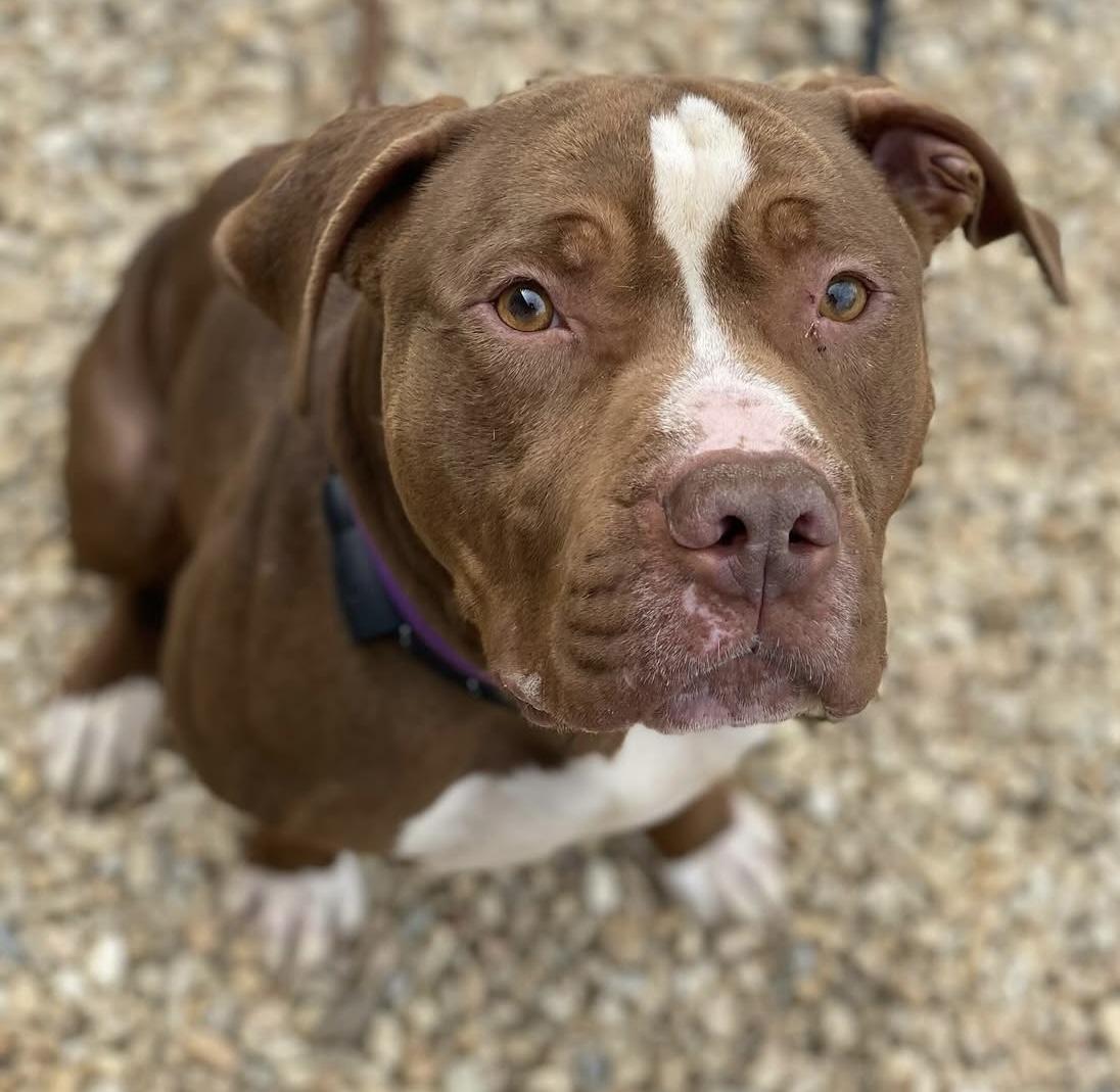 Bruce, Adult Male Pit Bull Terrier