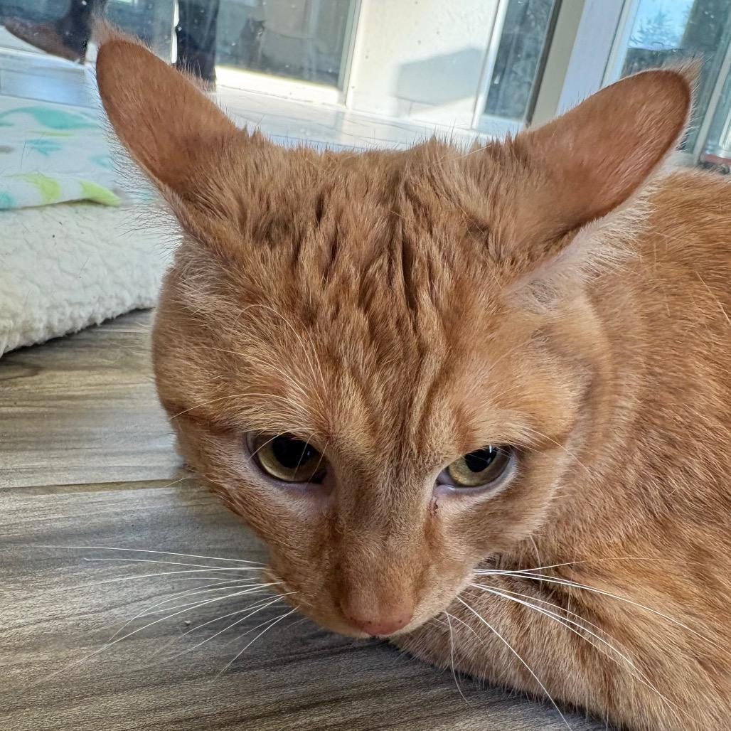 Finnigan(bonded with Brianna), Adoptable, Senior Male Domestic Short Hair & Mixed Breed.