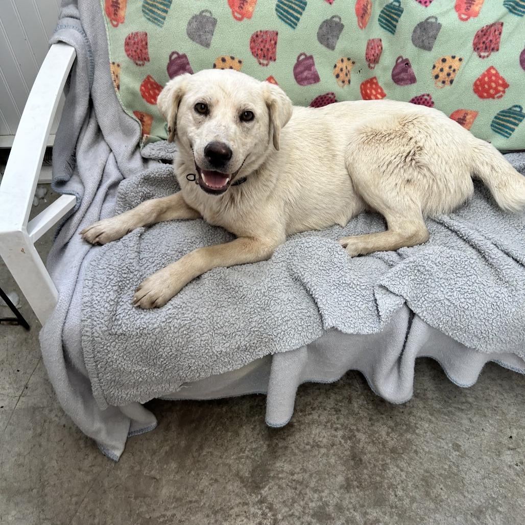 Enlarge Buddy, a Adoptable Labrador Retriever in Falmouth, KY image 1/1