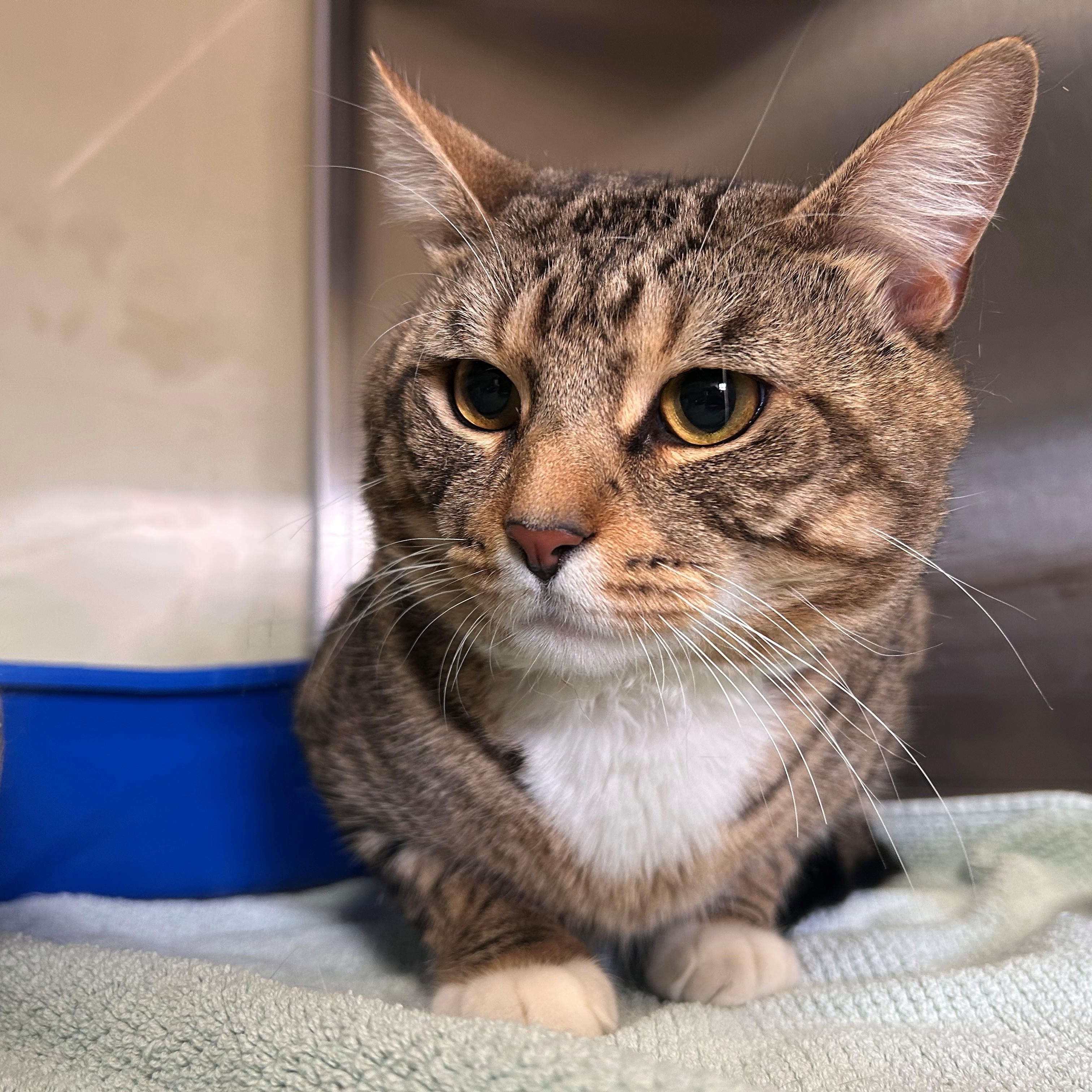 Harley, adopted, Adult Male Domestic Short Hair.