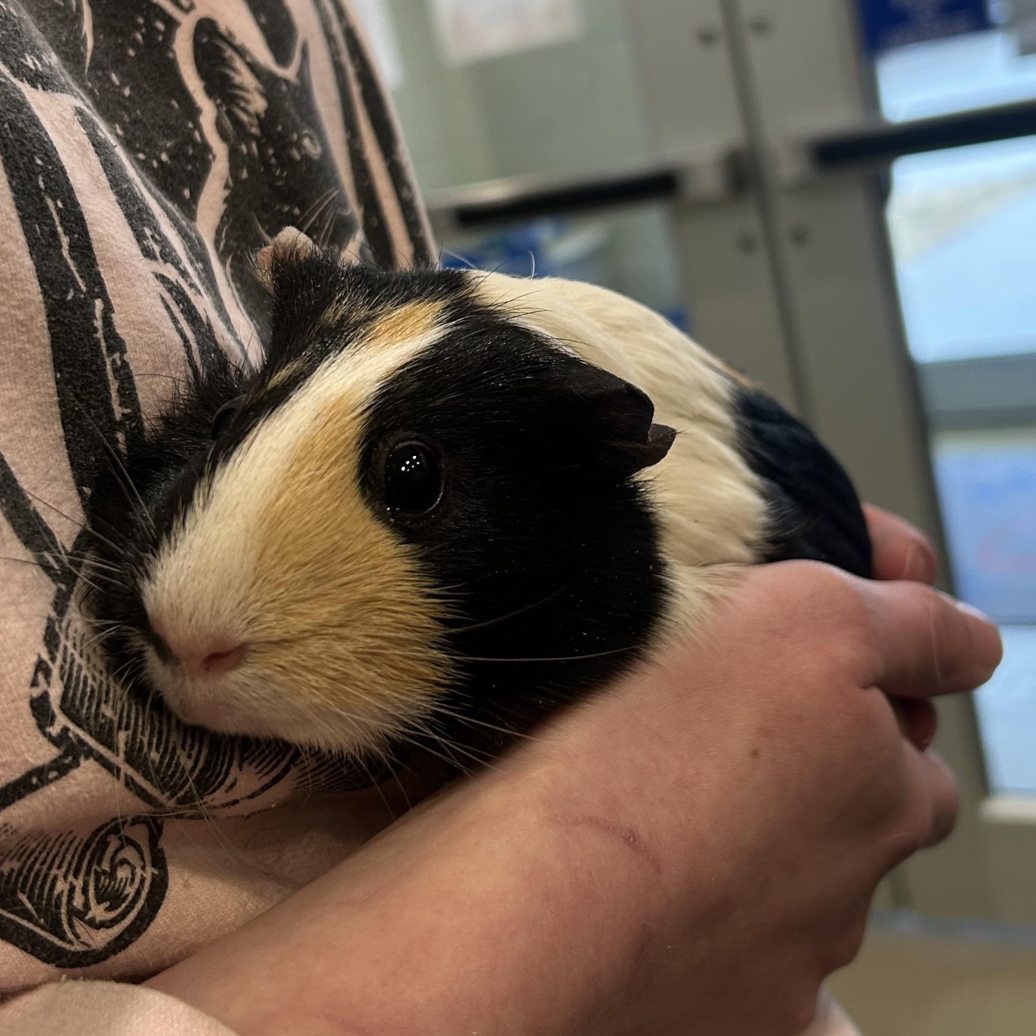 Enlarge Roxy, an adopted Guinea Pig in Kearney, NE image 1/1