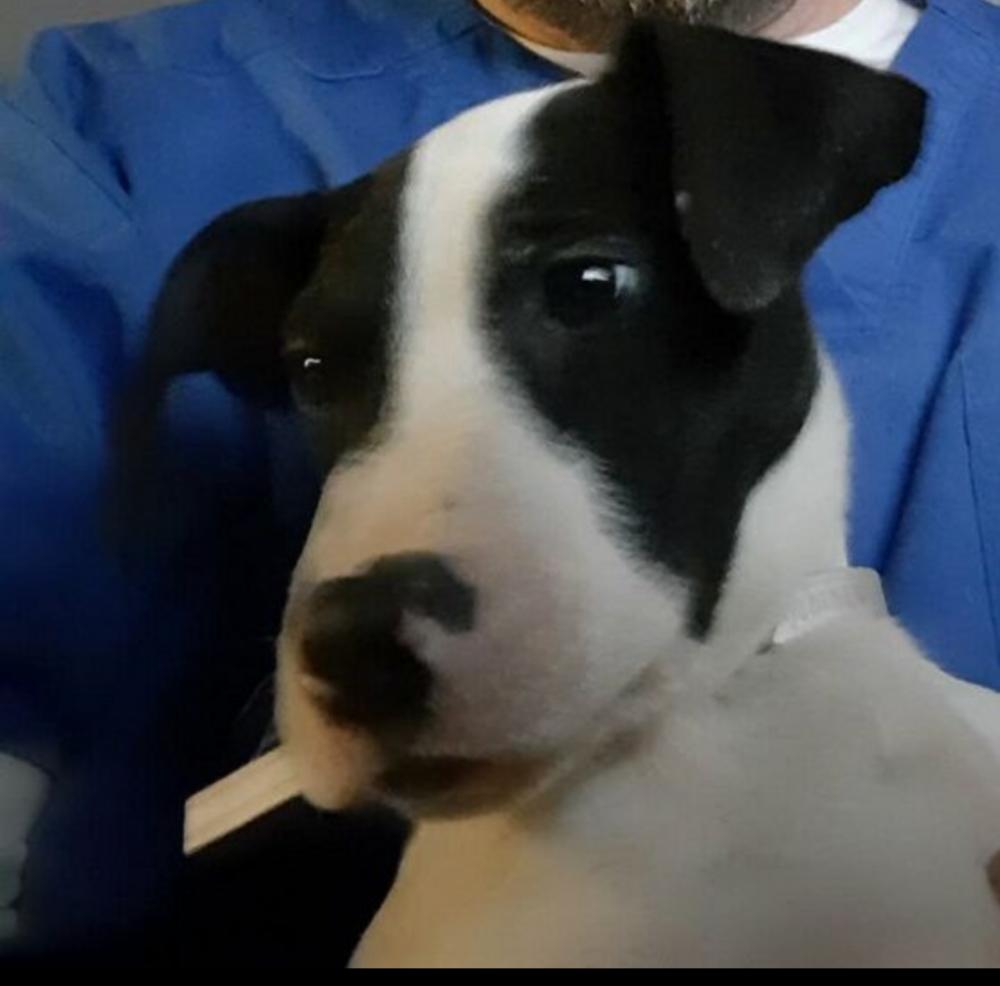 Nathan, Adopted, Puppy Male Mixed Breed.