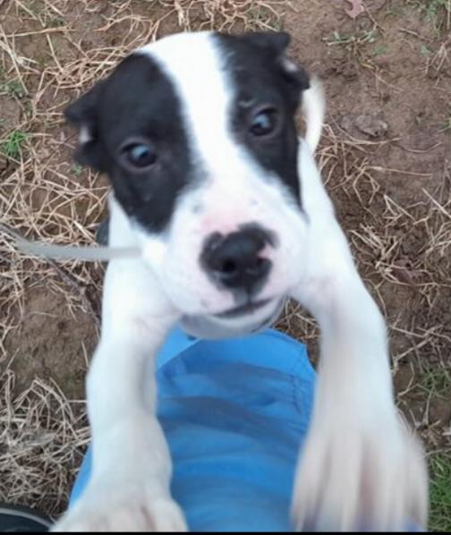 Enlarge Nathan, a Adopted Mixed Breed in Grand Rapids, MI image 2/6