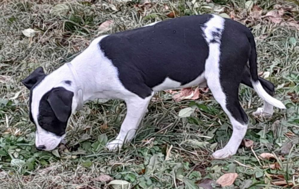 Enlarge Nathan, a Adopted Mixed Breed in Grand Rapids, MI image 3/6