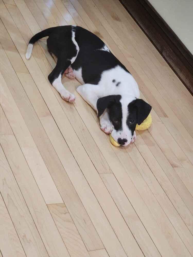 Enlarge Nathan, a Adopted Mixed Breed in Grand Rapids, MI image 5/6