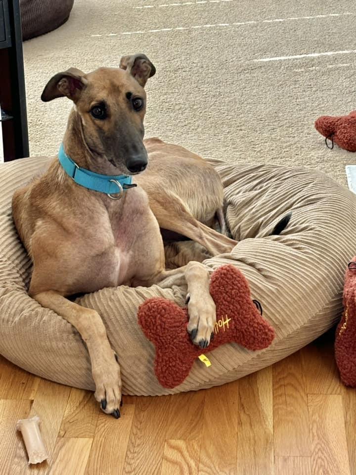 Enlarge Frankie, a ADOPTABLE Greyhound in Independence, MO image 1/1