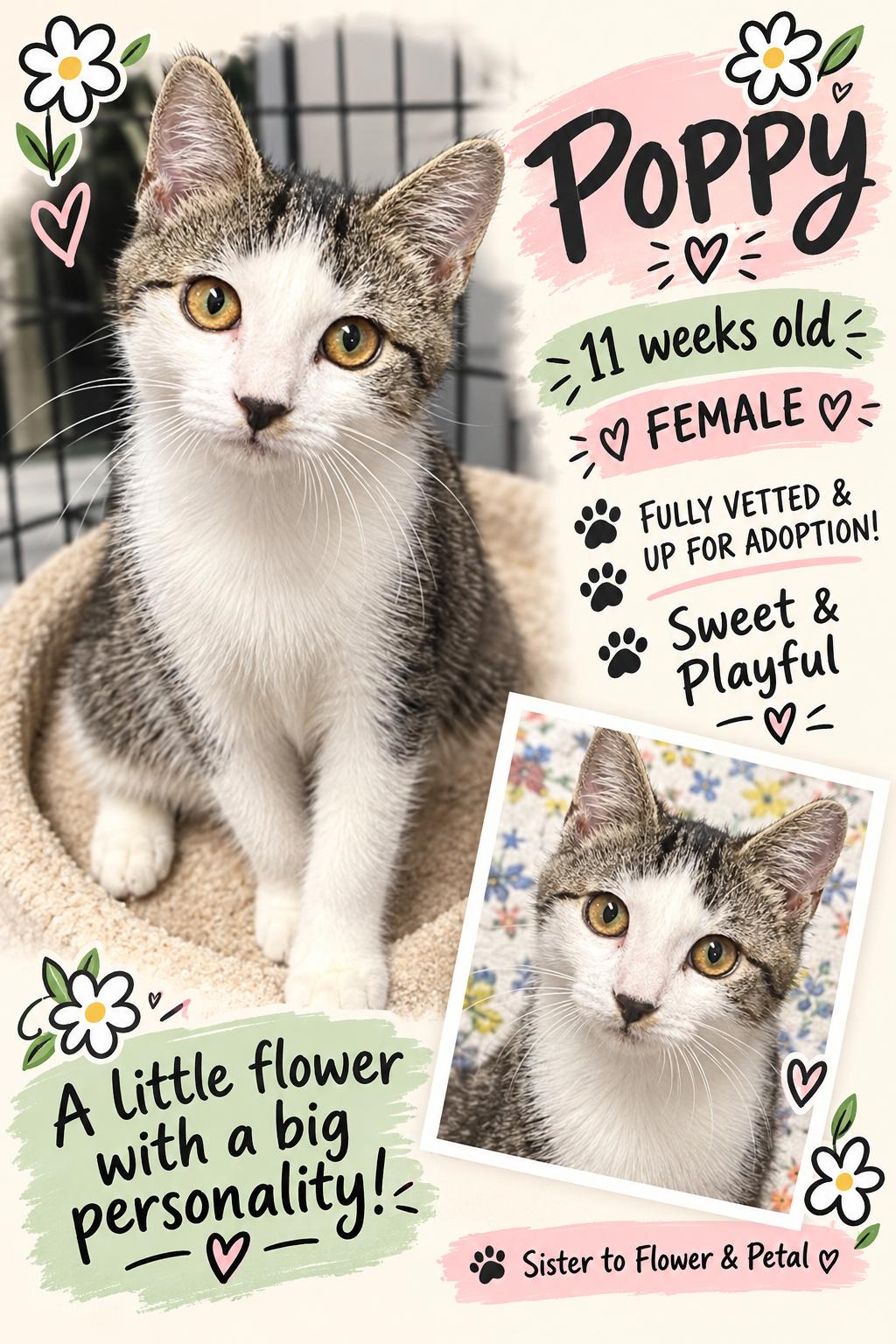 Enlarge Poppy, a Adoptable Domestic Short Hair in Murrells Inlet, SC image 2/3