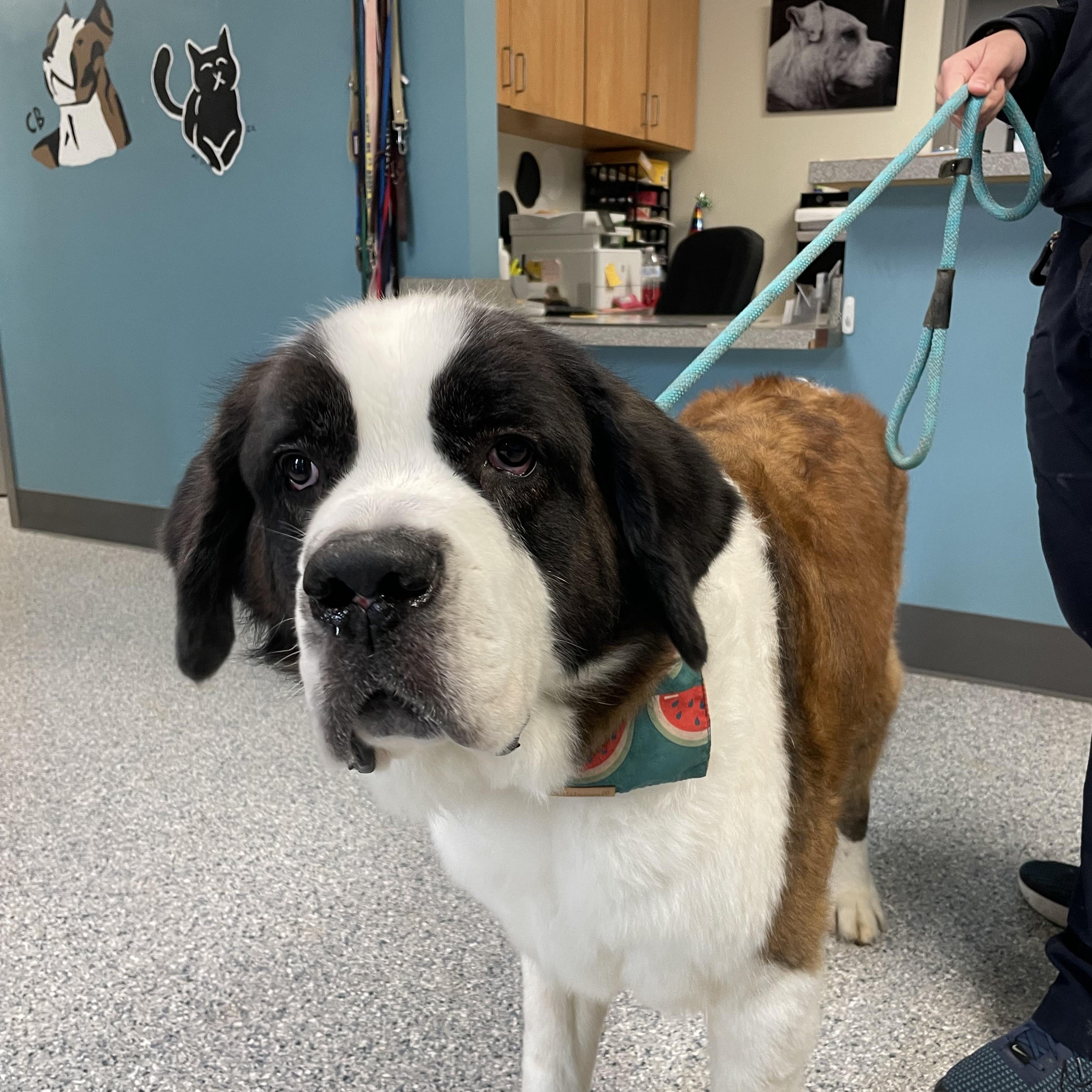 Enlarge Lucy, a Adopted mixed breed in Gladstone, MO image 3/3