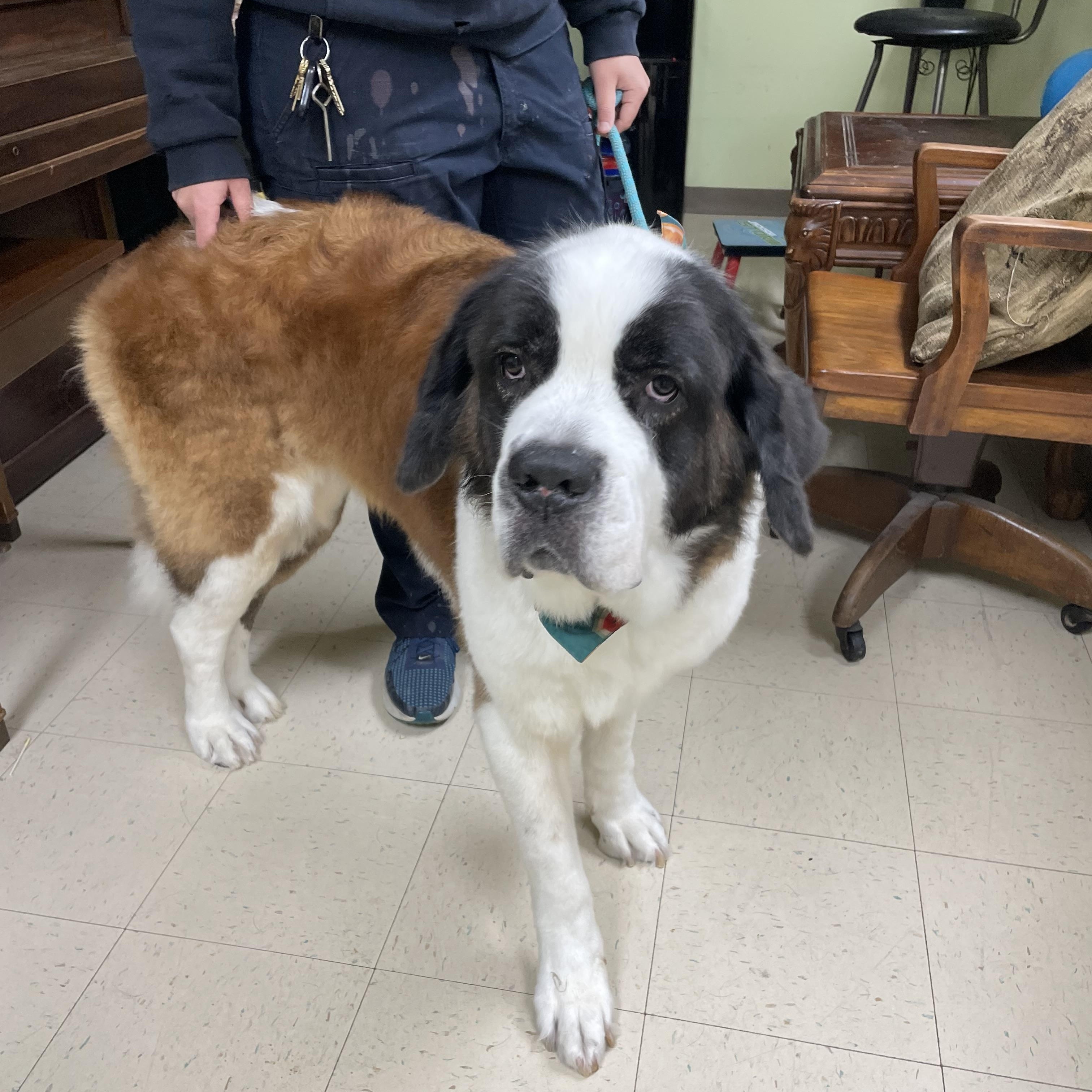 Enlarge Lucy, a Adopted mixed breed in Gladstone, MO image 2/3