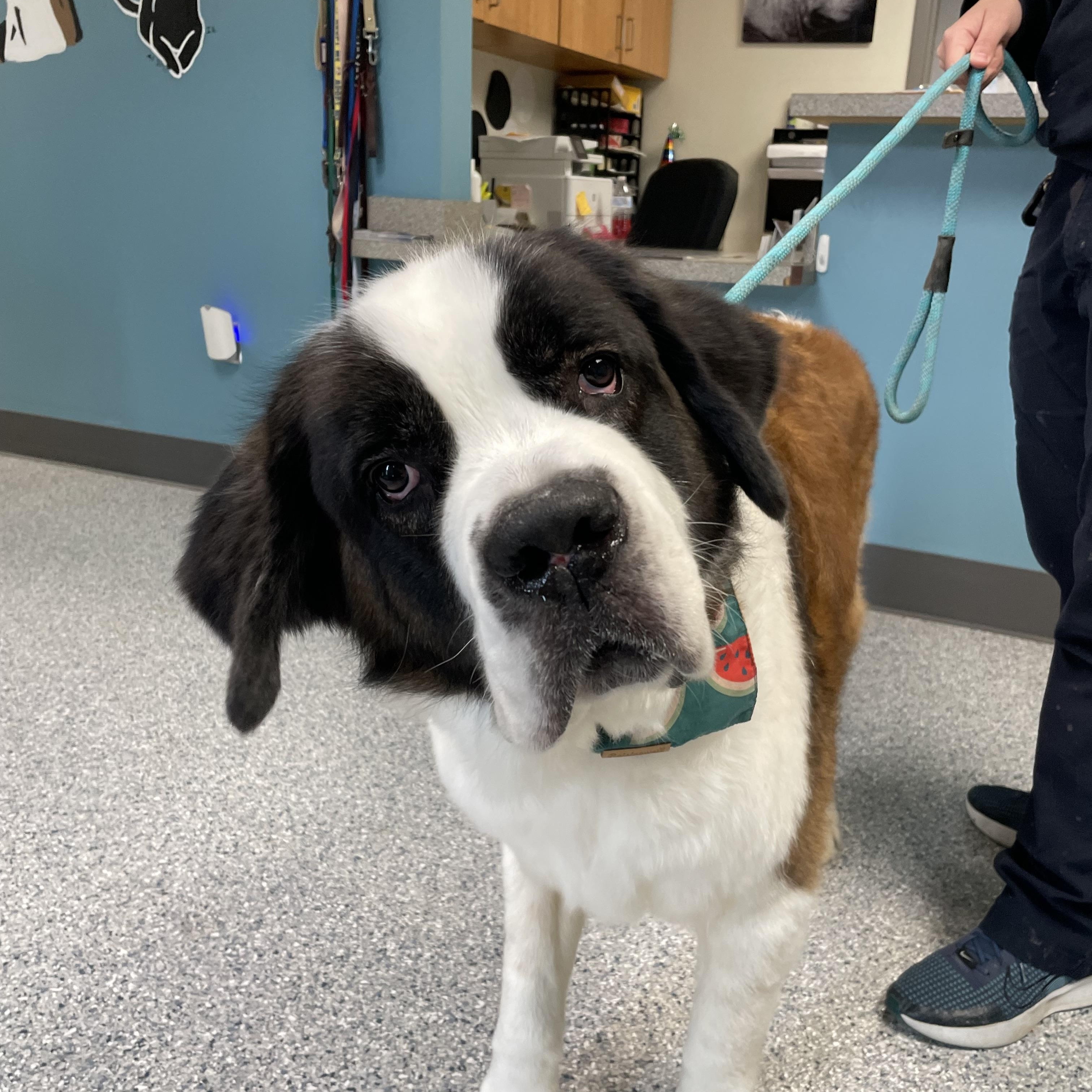 Lucy, Adopted, Senior Female Saint Bernard.