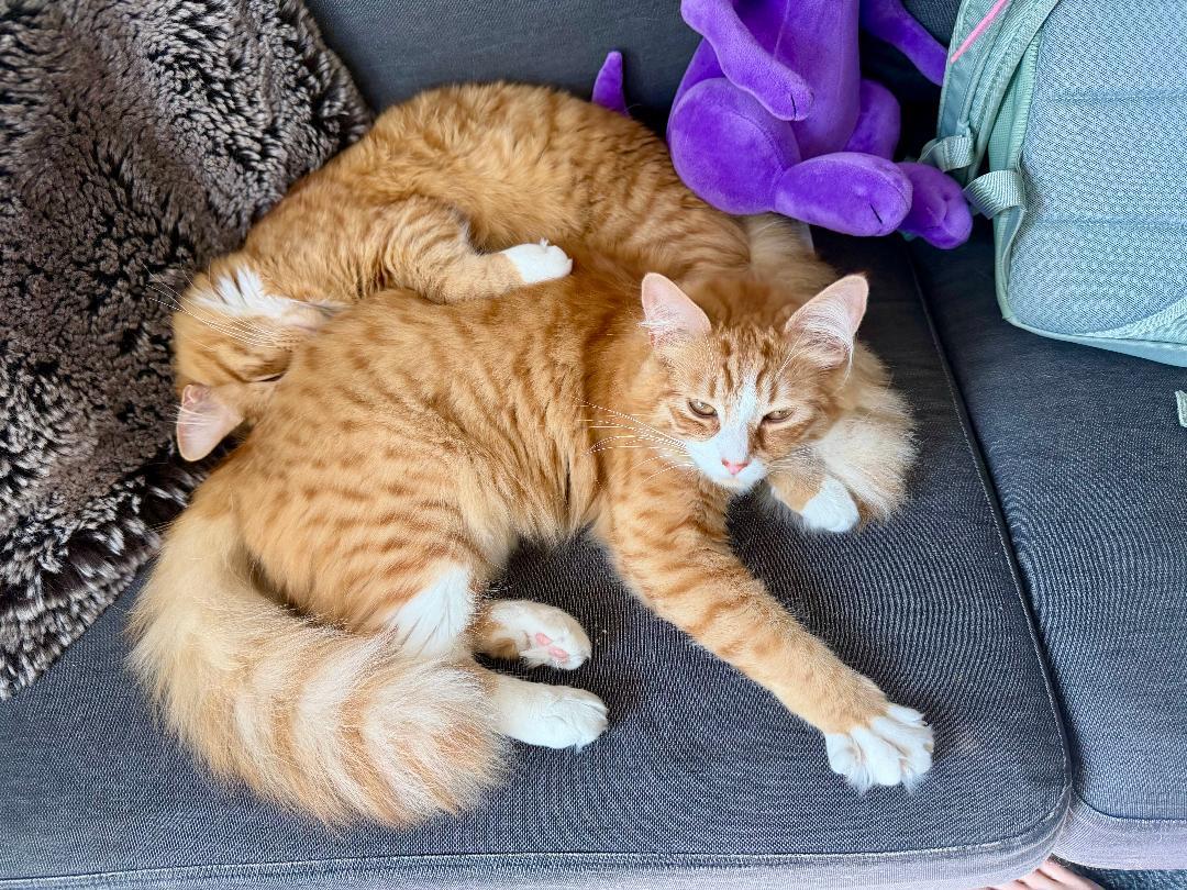 Enlarge Susie & Cookie, an adopted Domestic Long Hair in Gilroy, CA image 1/1