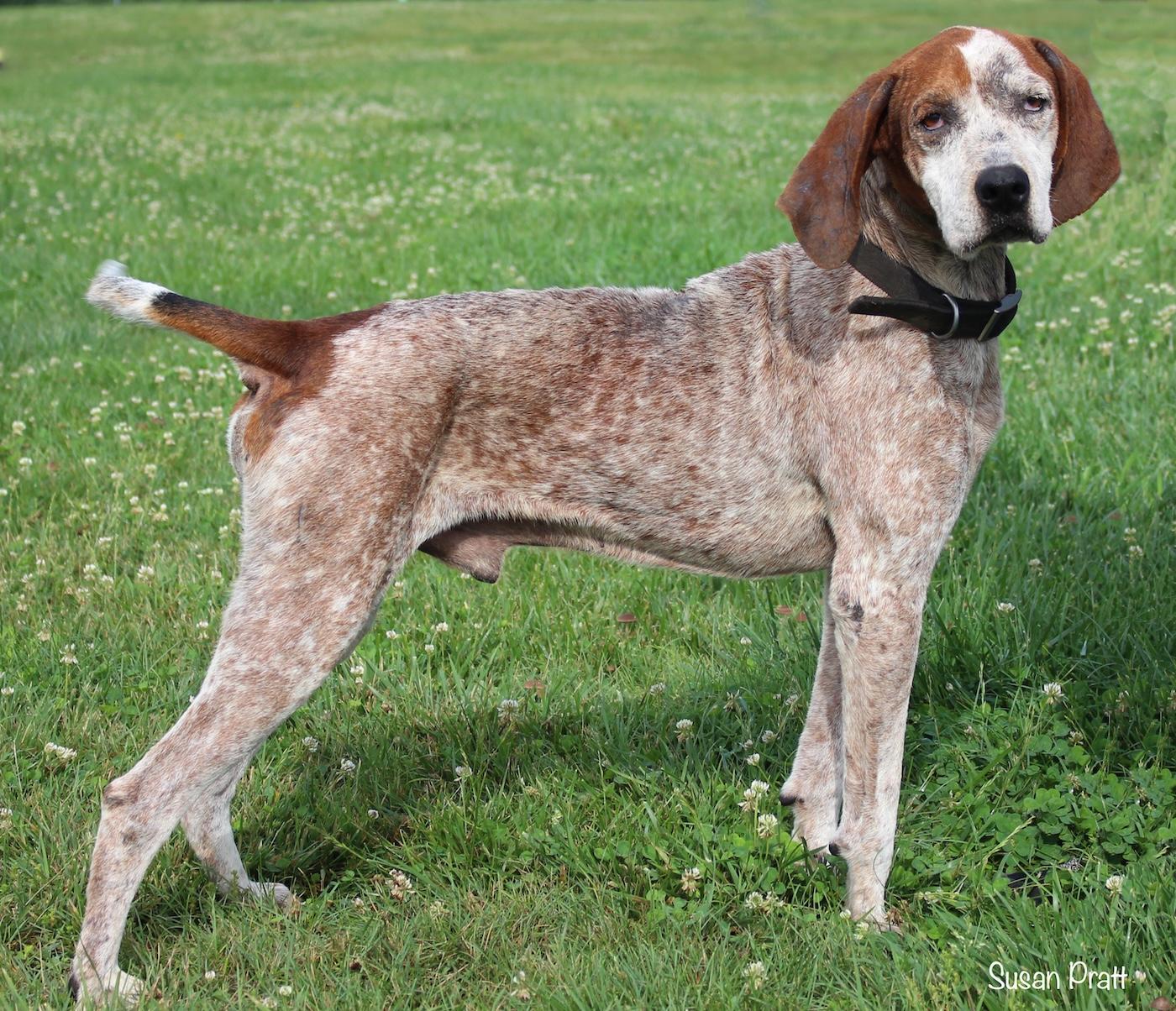 Enlarge Kazoo, a ADOPTABLE Coonhound in Bedford, VA image 2/3