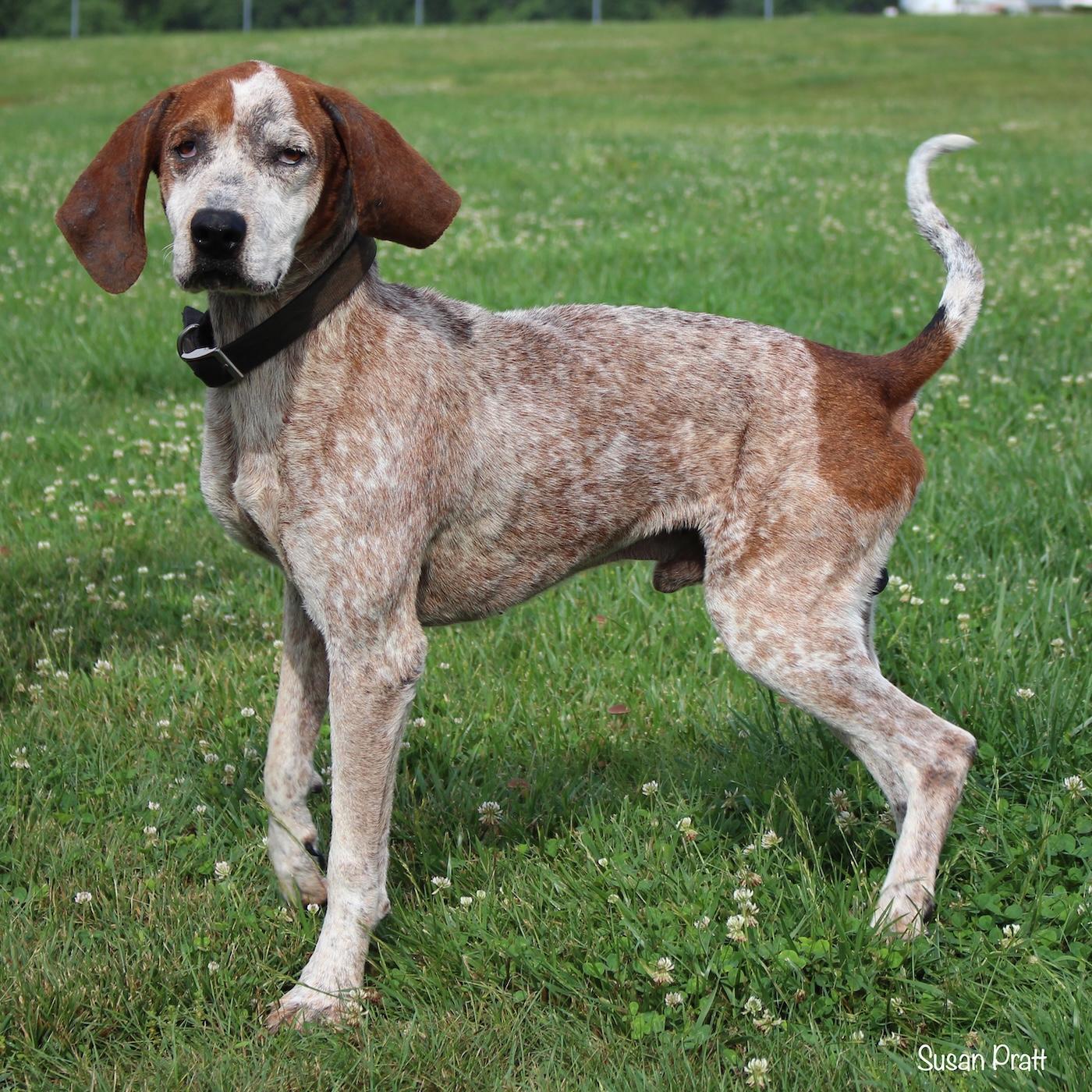 Enlarge Kazoo, a ADOPTABLE Coonhound in Bedford, VA image 3/3