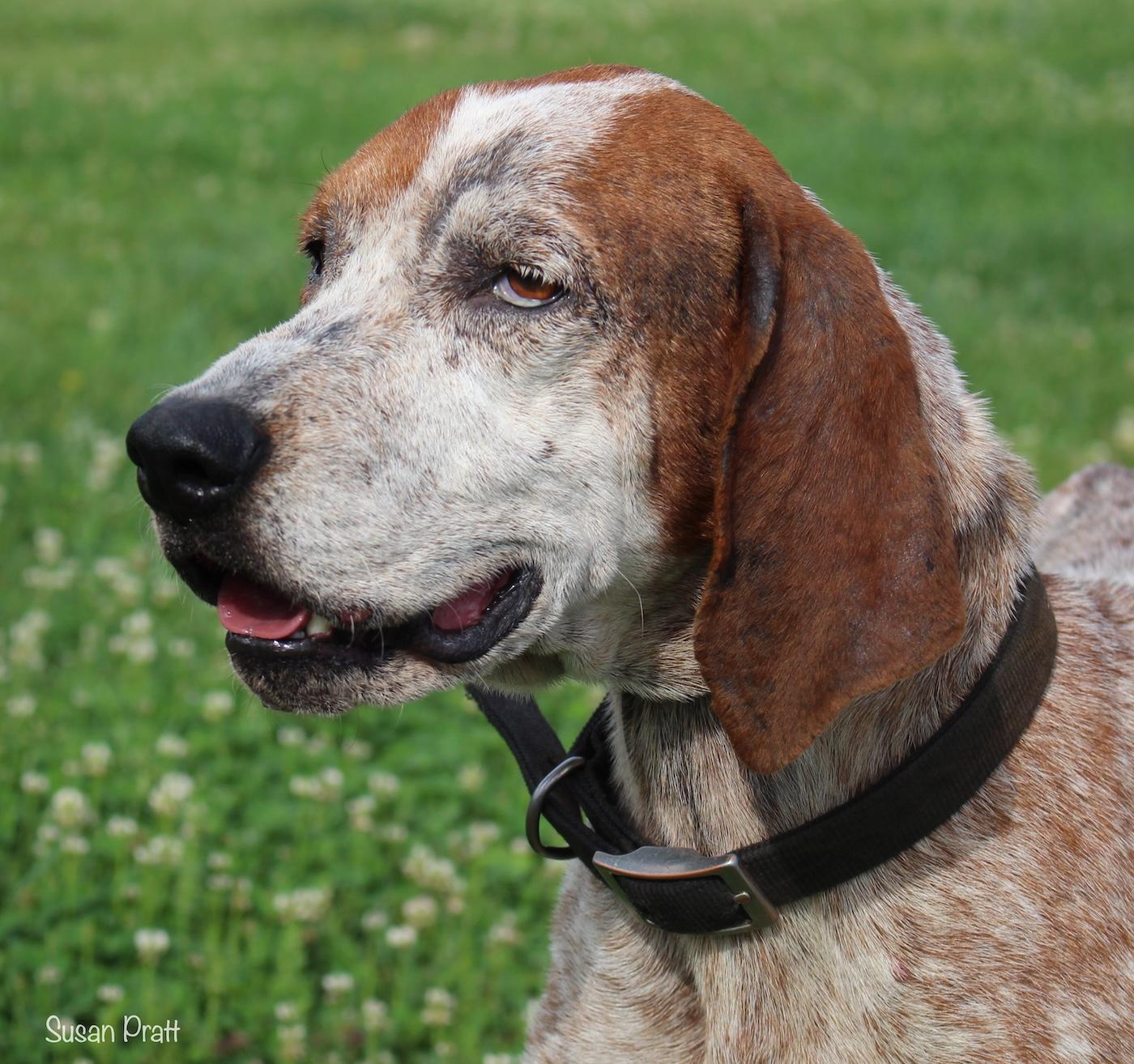 Enlarge Kazoo, a ADOPTABLE Coonhound in Bedford, VA image 1/3