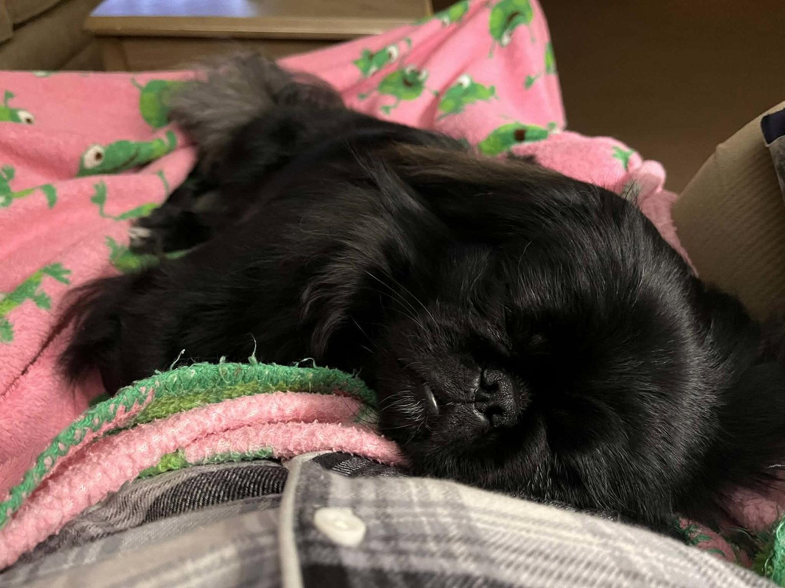 Artie, Adoptable, Young Male Pekingese.