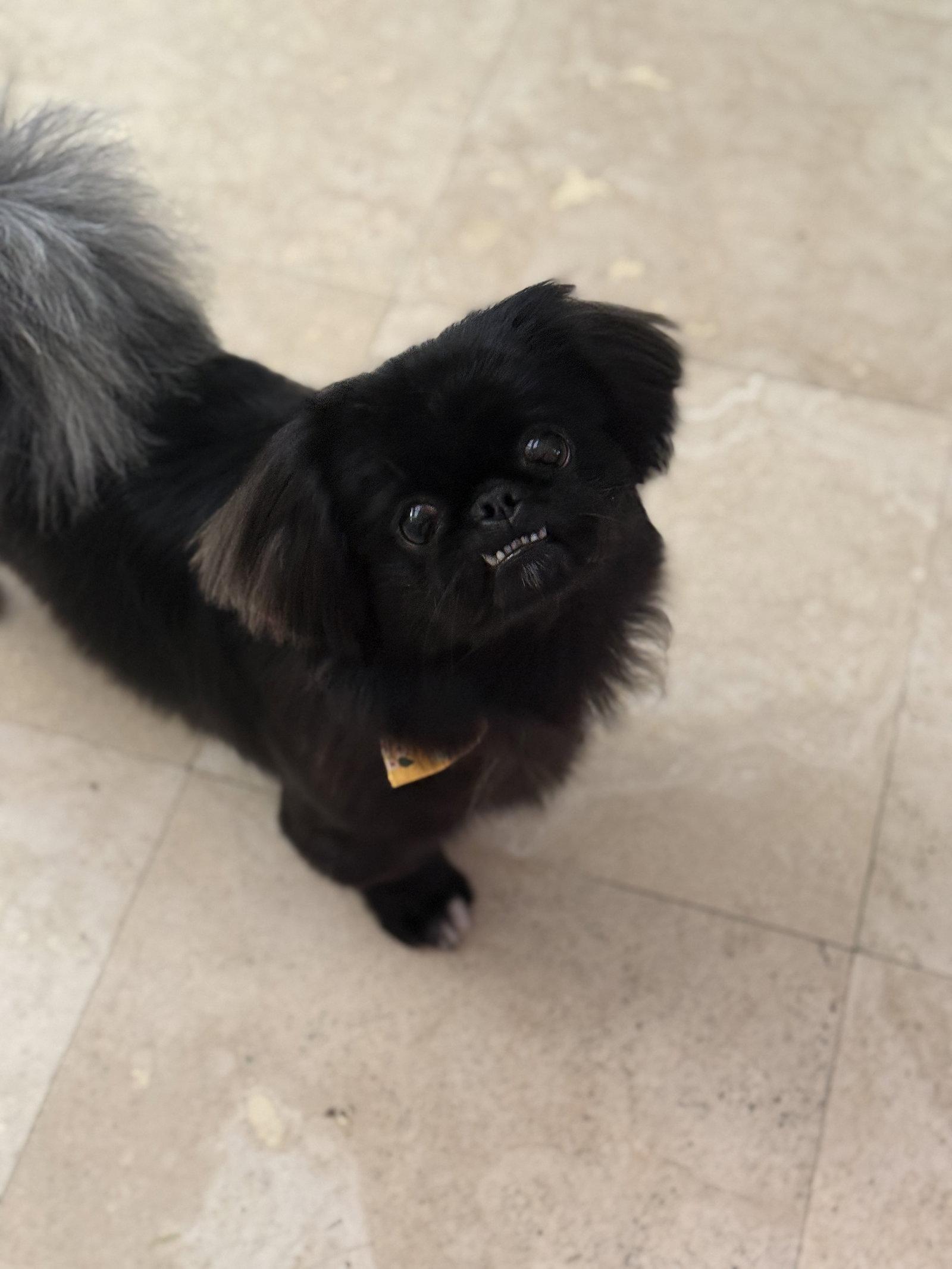 Artie ADOPTION PENDING, Adoptable, Young Male Pekingese.