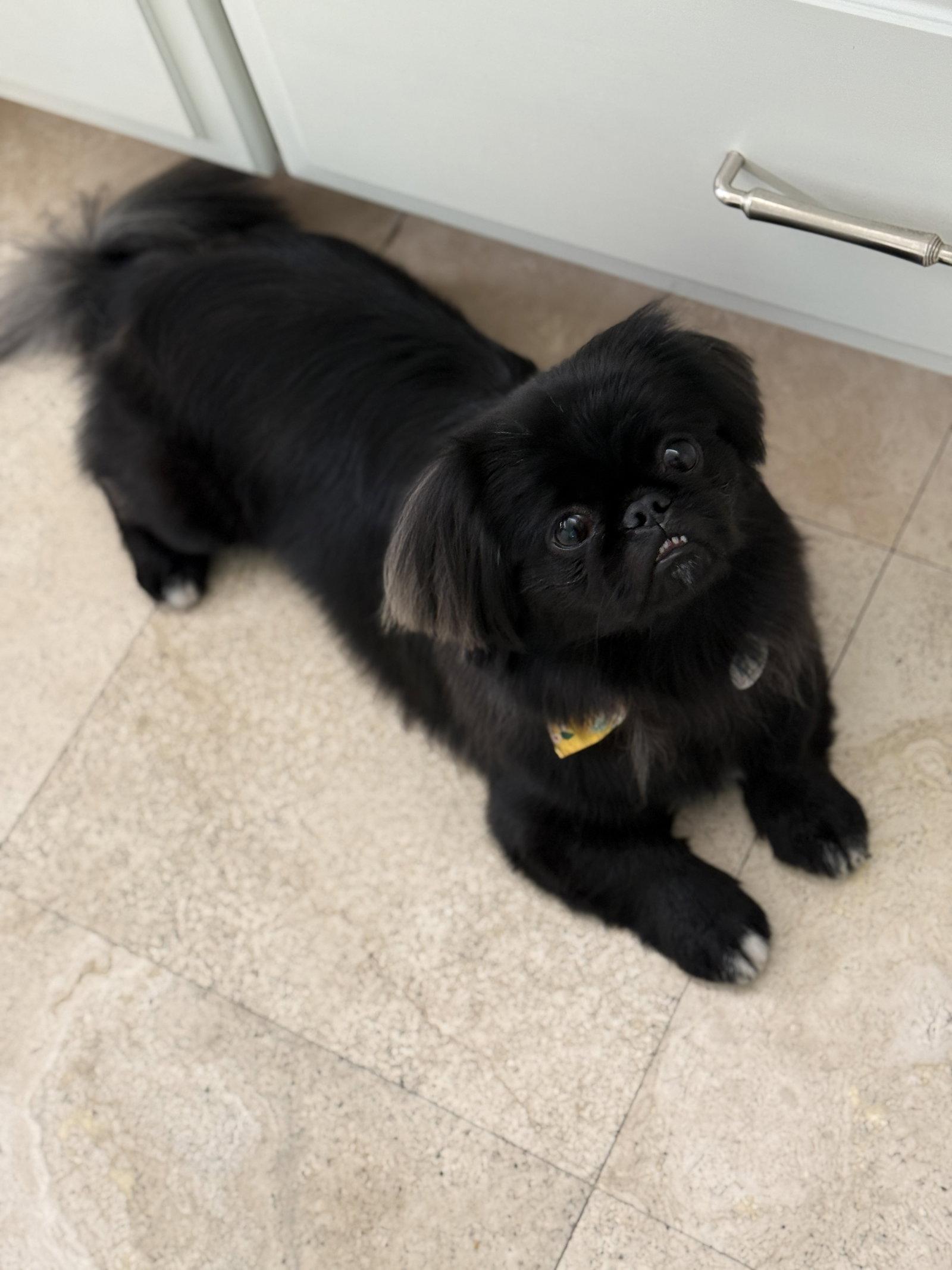 Enlarge Artie ADOPTION PENDING, a Adoptable Pekingese in Osteen, FL image 2/3