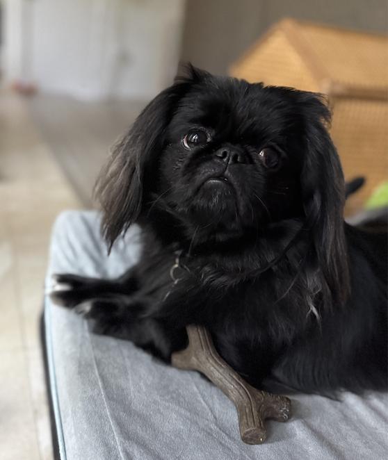 Enlarge Artie ADOPTION PENDING, a Adoptable Pekingese in Osteen, FL image 3/3