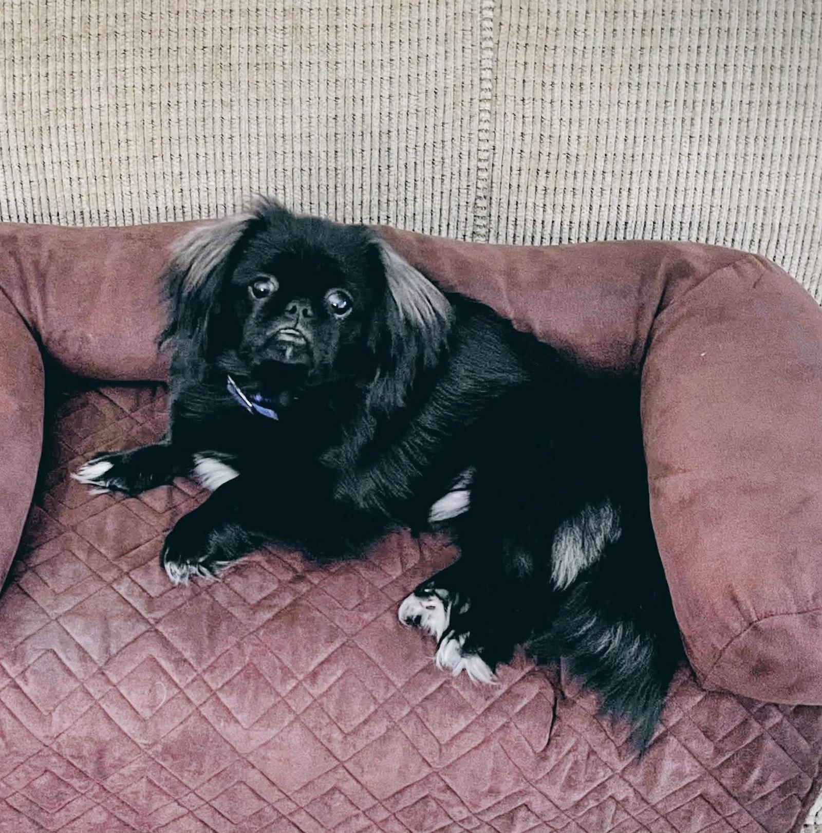 Enlarge Artie, a Adoptable Pekingese in Osteen, FL image 2/3