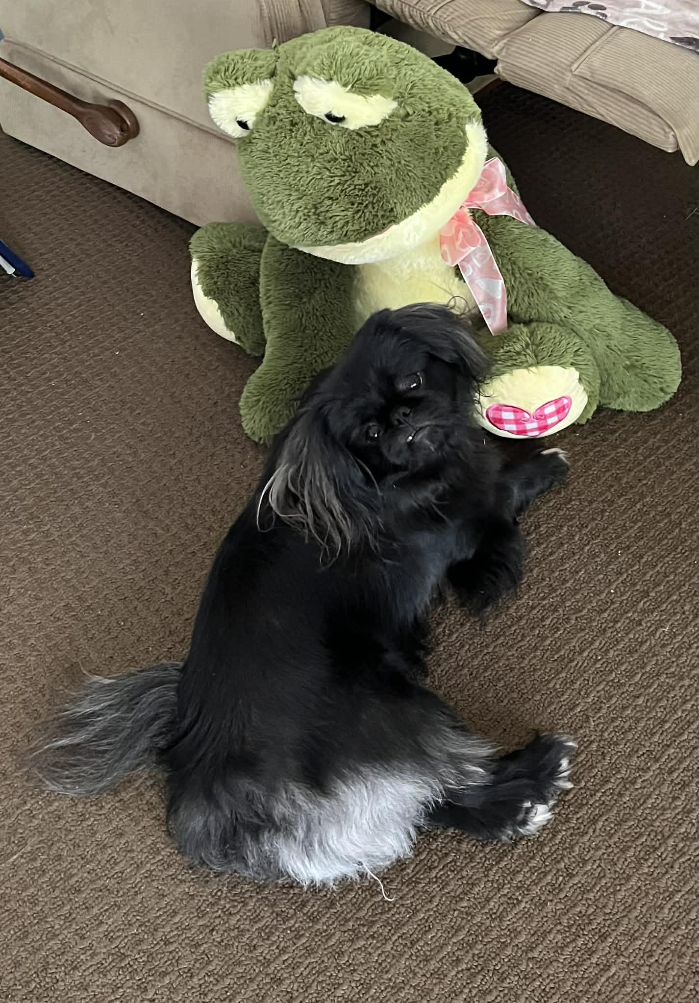 Enlarge Artie, a Adoptable Pekingese in Osteen, FL image 3/3