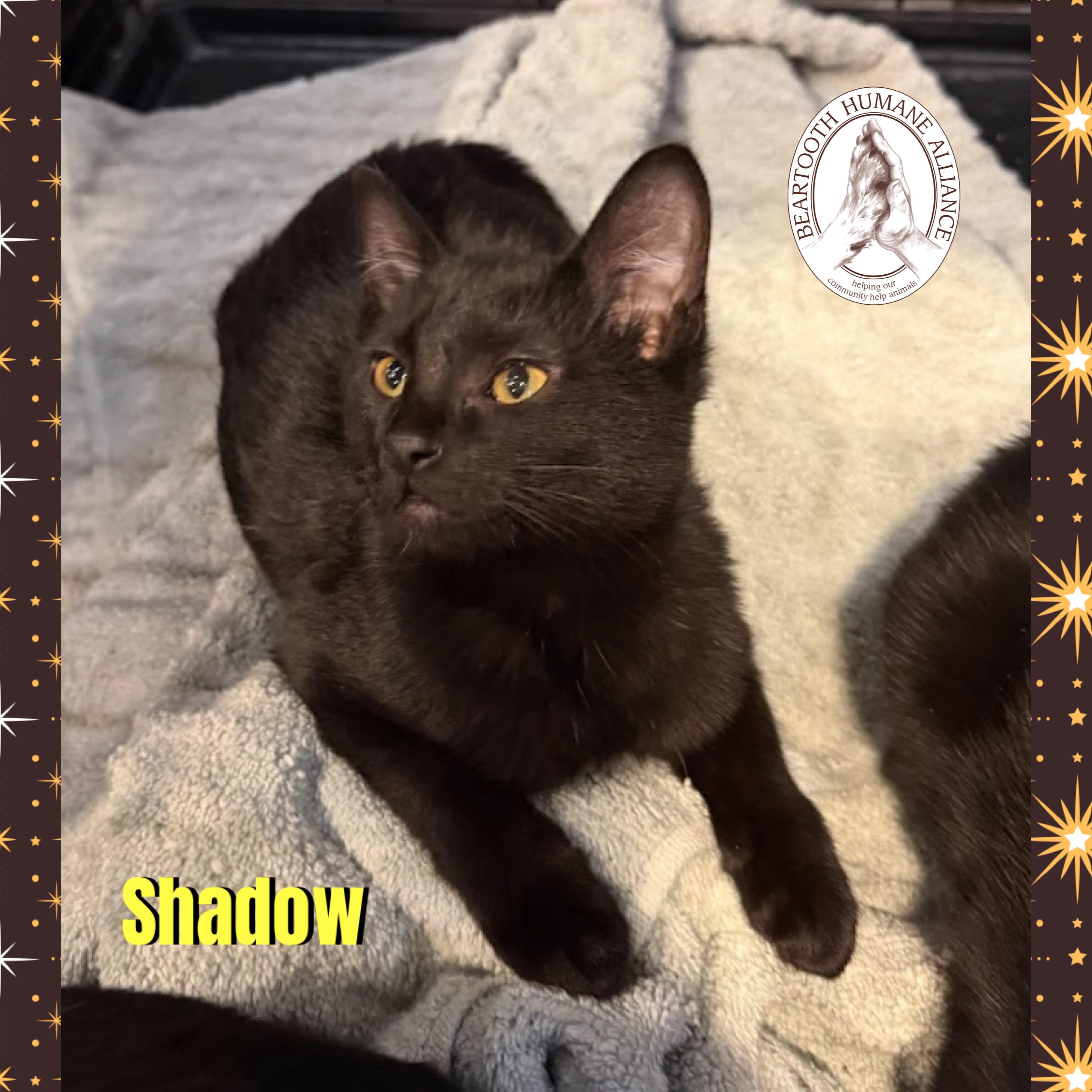 Shadow, Adoptable, Kitten Male Domestic Short Hair.