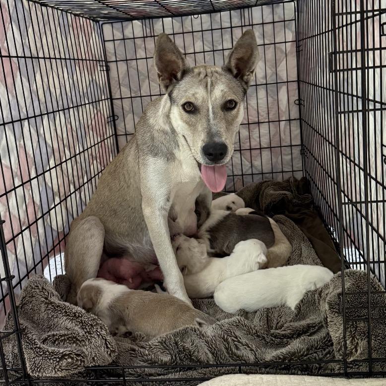 Mama Dough, a Adoptable mixed breed in Nashville, TN image 5/6