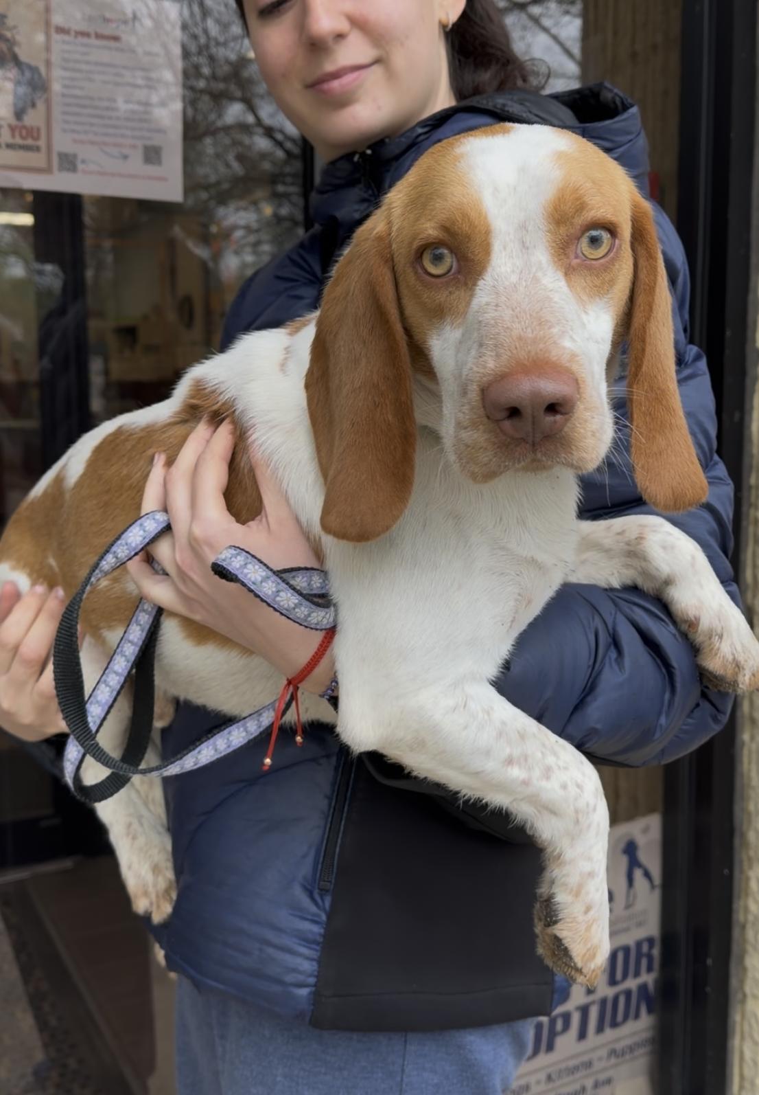 Enlarge Pablo, an adopted mixed breed in Wantagh, NY image 1/1