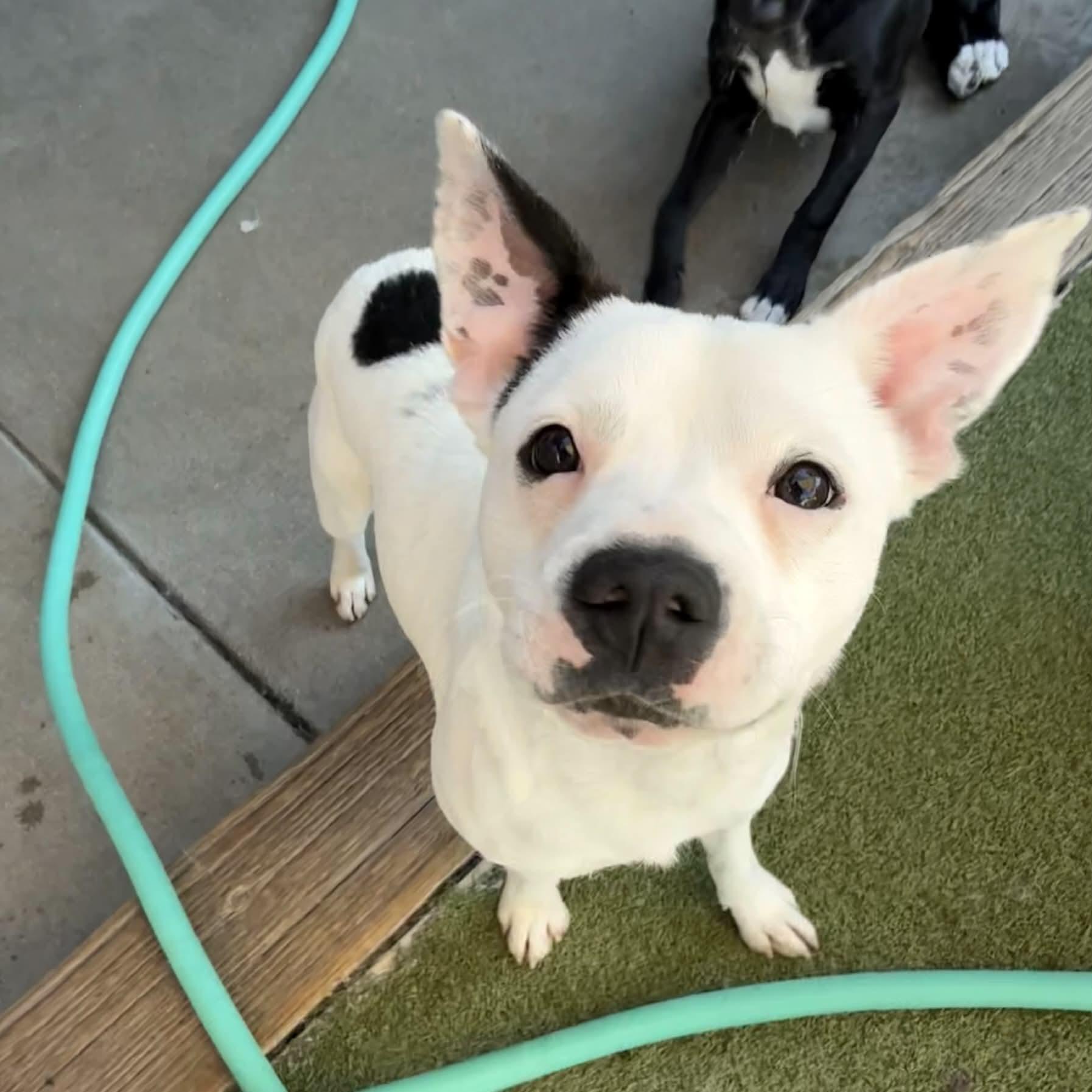 Enlarge Auggie, a ADOPTABLE mixed breed in Boulder, CO image 5/6