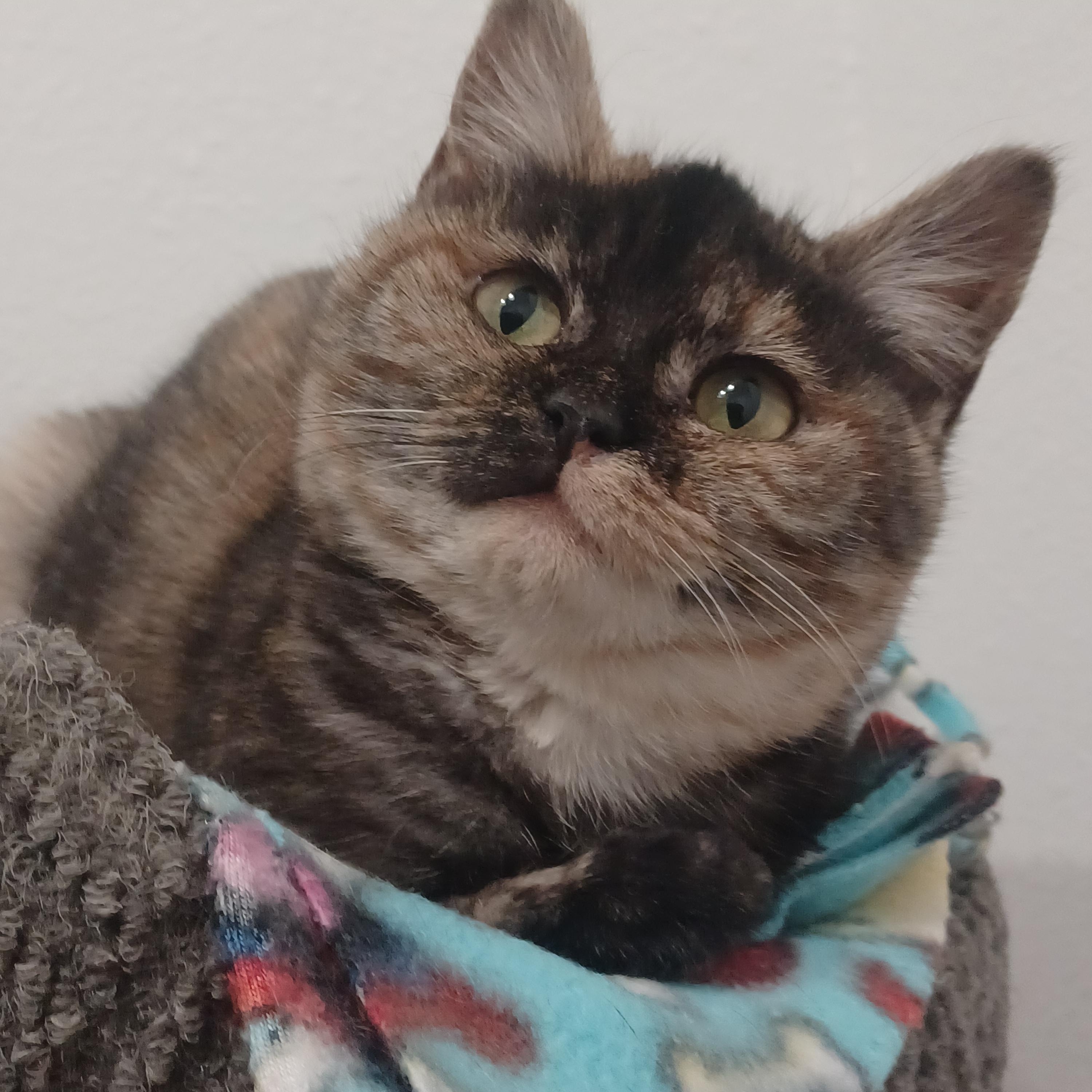 Enlarge Clio, a ADOPTABLE Domestic Medium Hair in Bonners Ferry, ID image 1/2