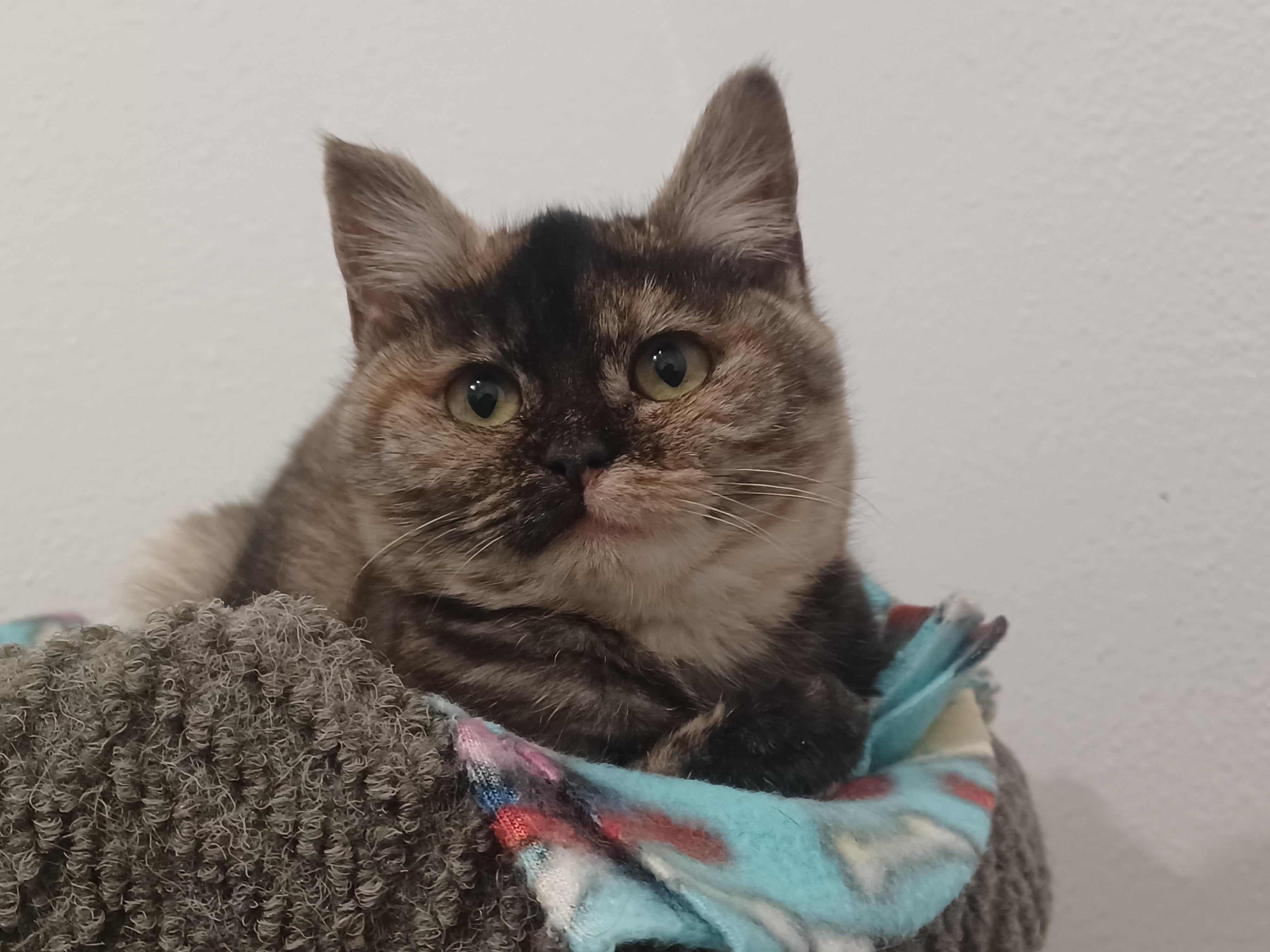 Enlarge Clio, a ADOPTABLE Domestic Medium Hair in Bonners Ferry, ID image 2/2