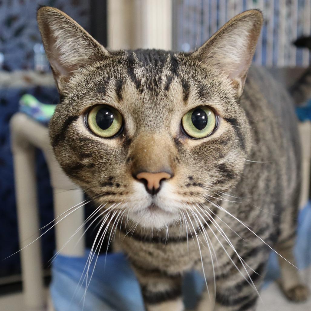 Hunky, Adoptable, Adult Male Domestic Short Hair.