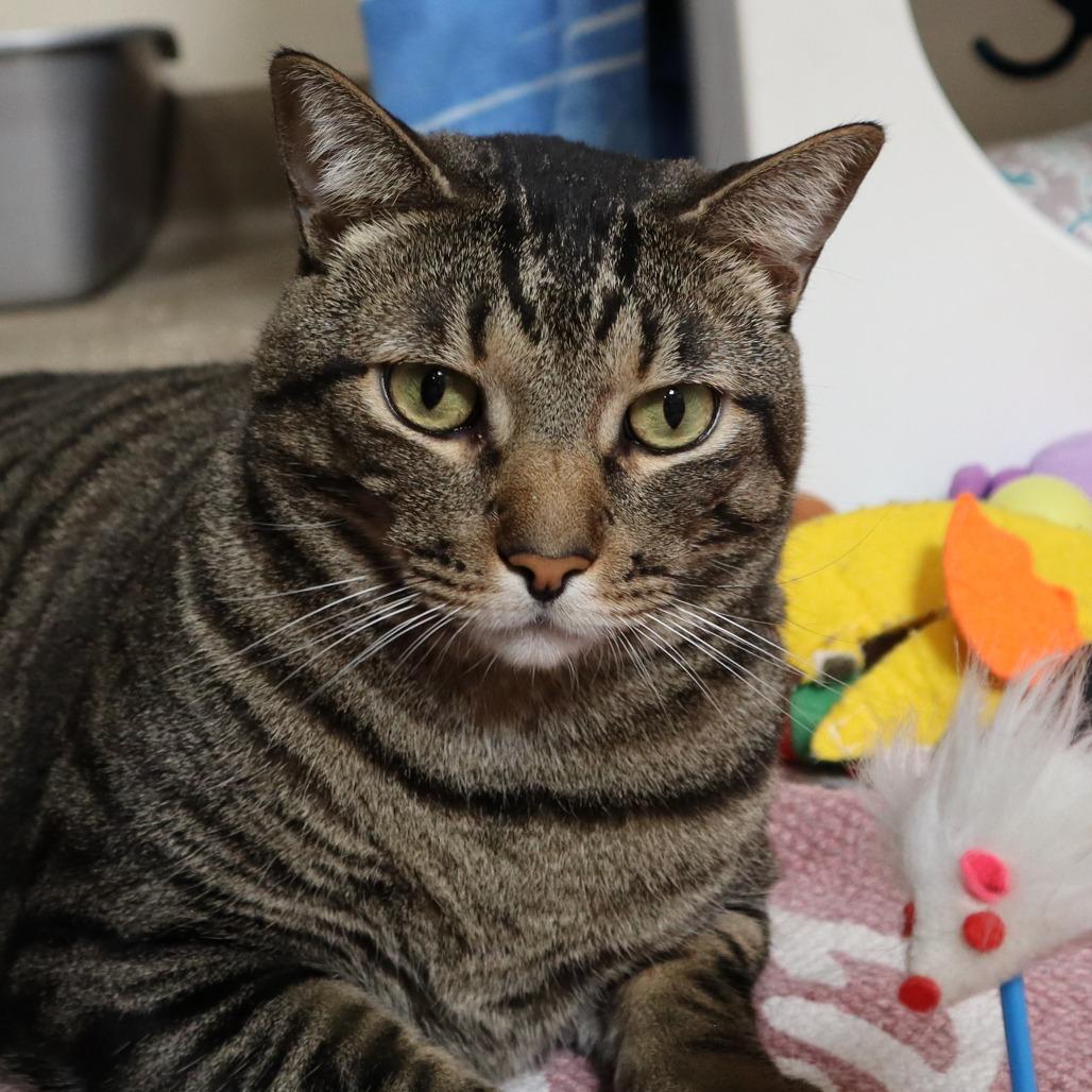 Enlarge Hunky, a Adoptable Domestic Short Hair in Riverside, CA image 2/6