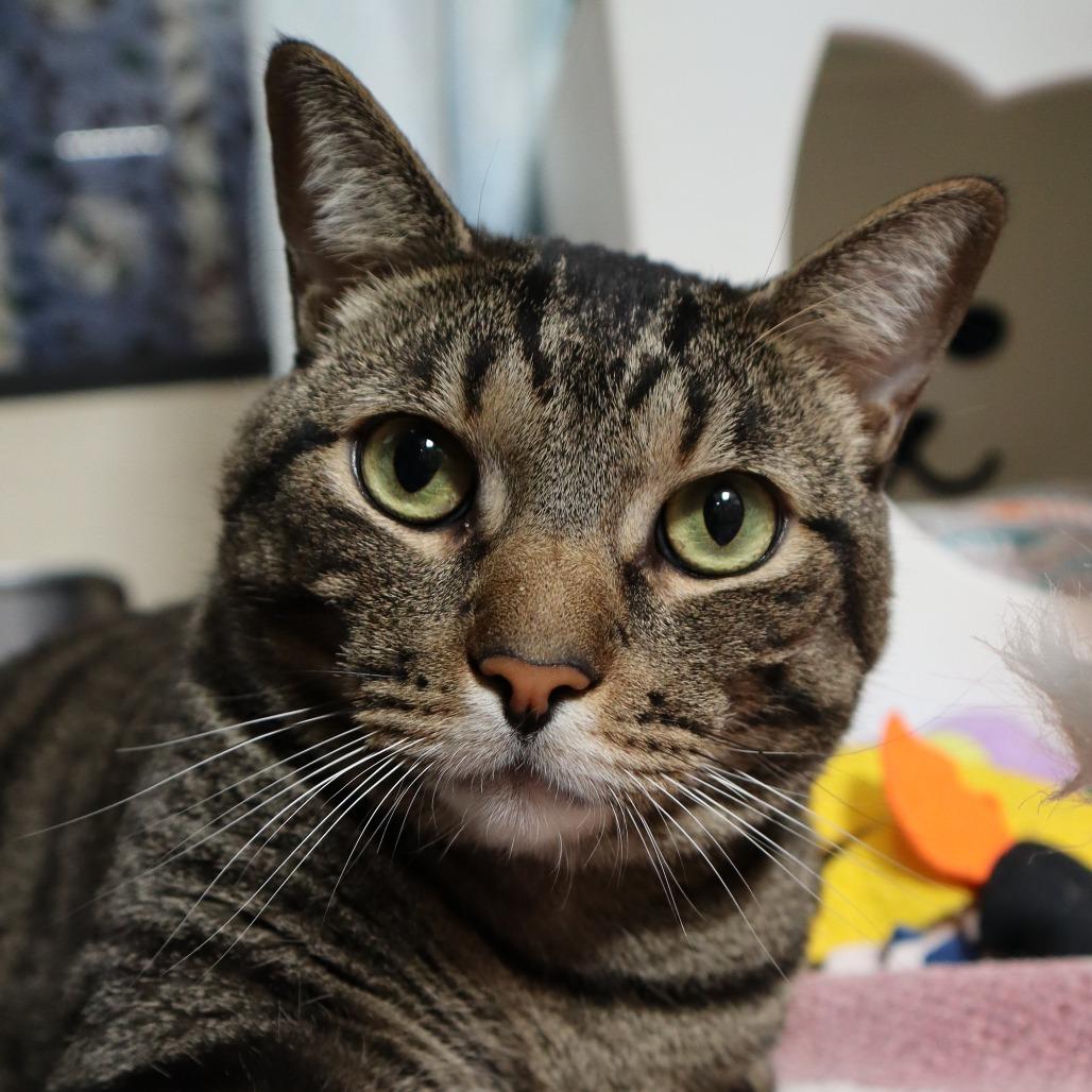 Enlarge Hunky, a Adoptable Domestic Short Hair in Riverside, CA image 3/6
