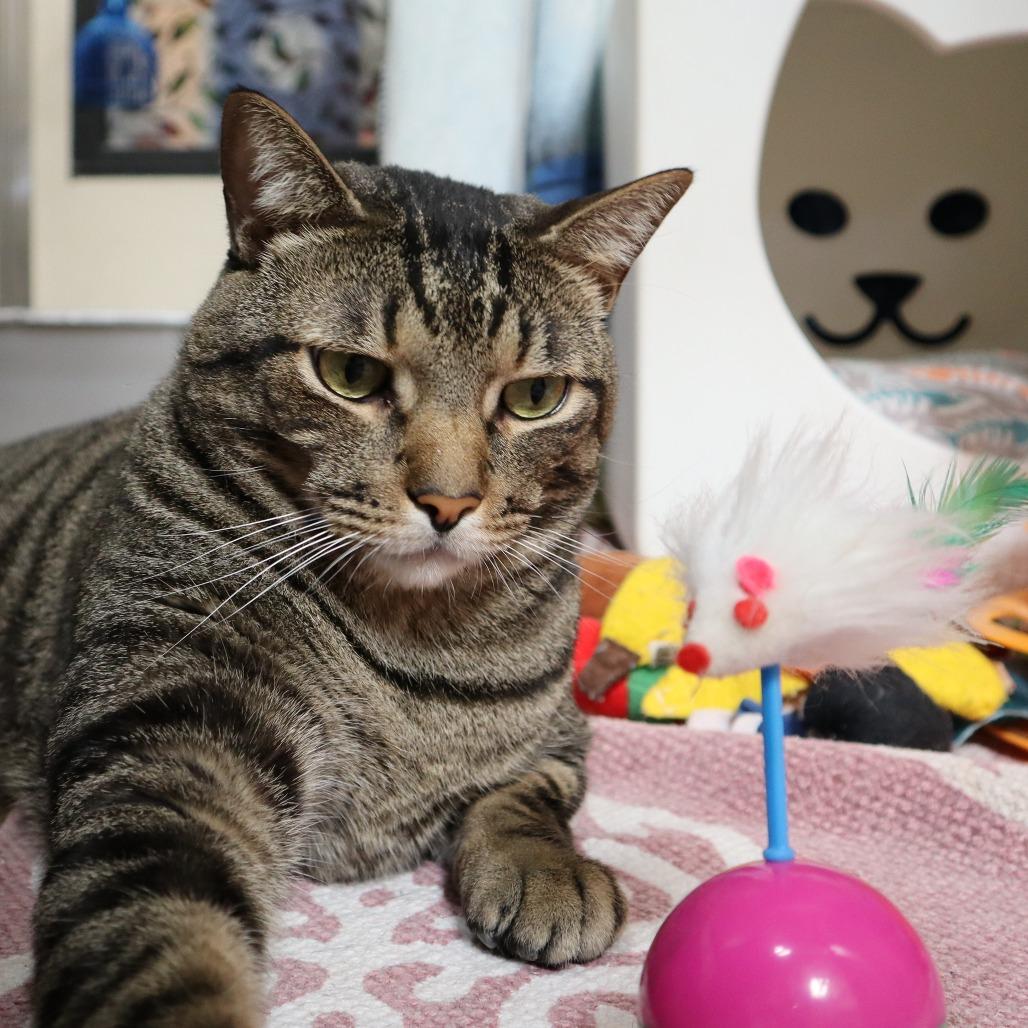 Enlarge Hunky, a Adoptable Domestic Short Hair in Riverside, CA image 4/6