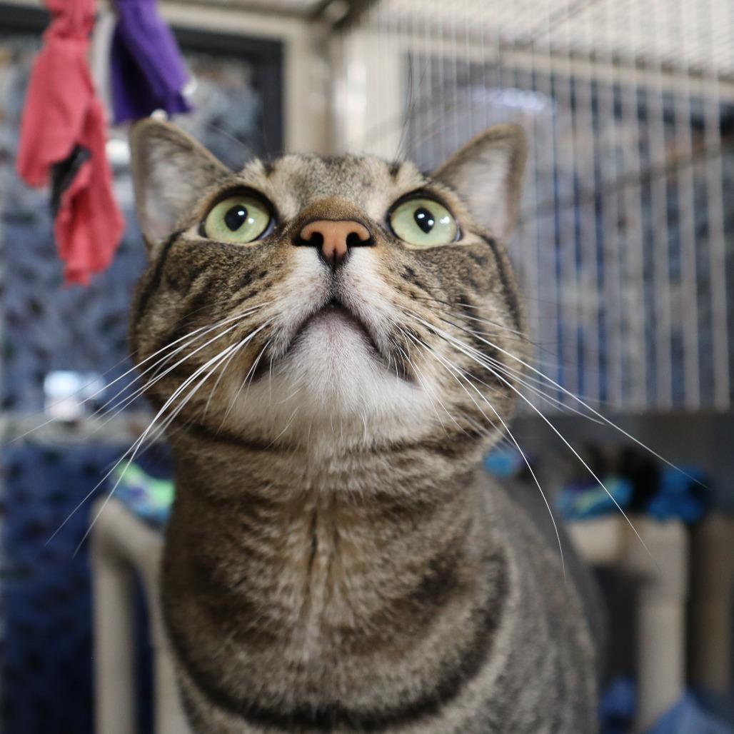 Enlarge Hunky, a Adoptable Domestic Short Hair in Riverside, CA image 5/6