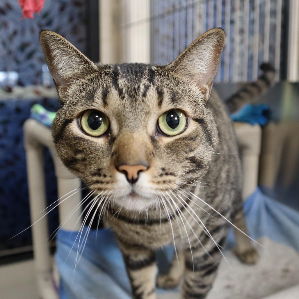 Enlarge Hunky, a Adoptable Domestic Short Hair in Riverside, CA image 6/6