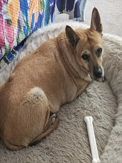 SHELBY, Adoptable, Senior Female Carolina Dog & Pharaoh Hound.