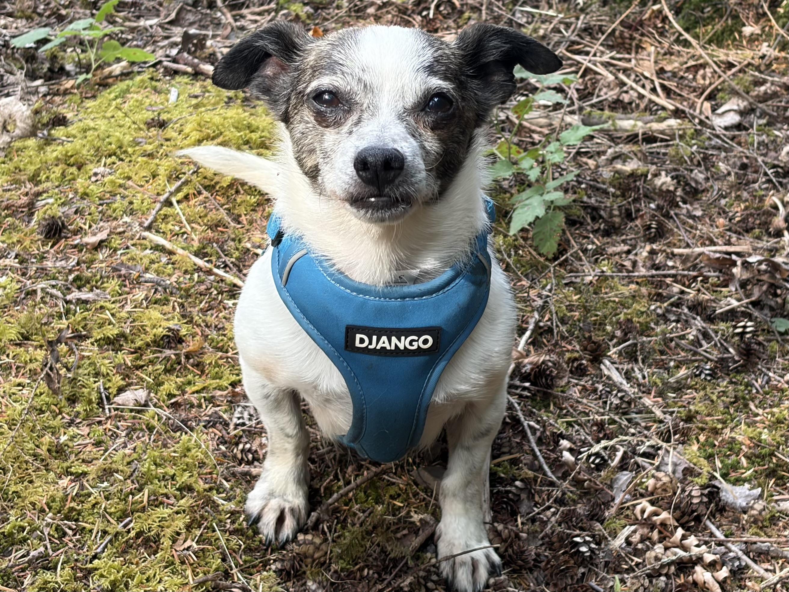 Kiwi, ADOPTABLE, Senior Male Chihuahua.