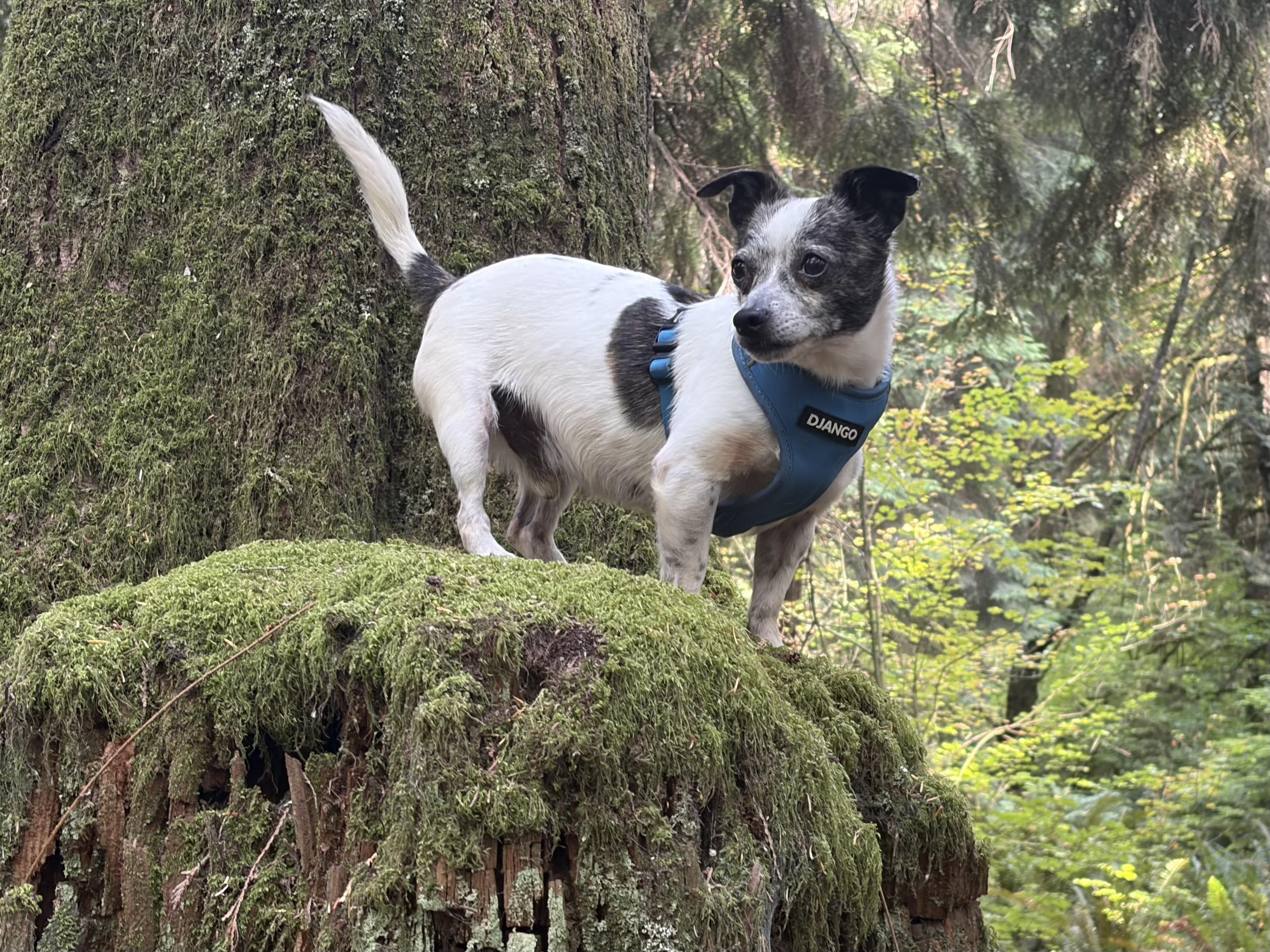 Kiwi, a ADOPTABLE mixed breed in Silvana, WA image 2/3
