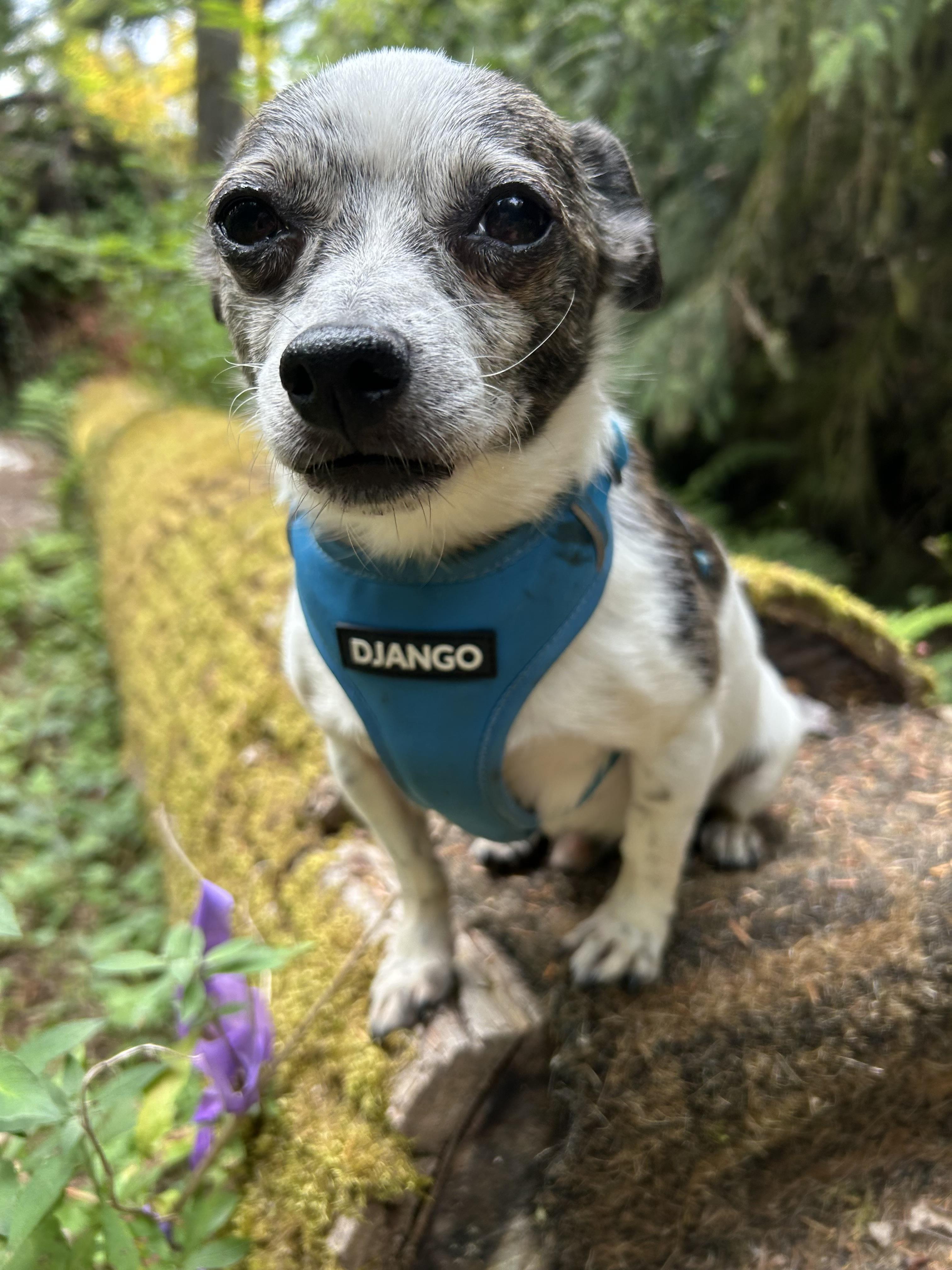 Kiwi, a ADOPTABLE mixed breed in Silvana, WA image 3/3