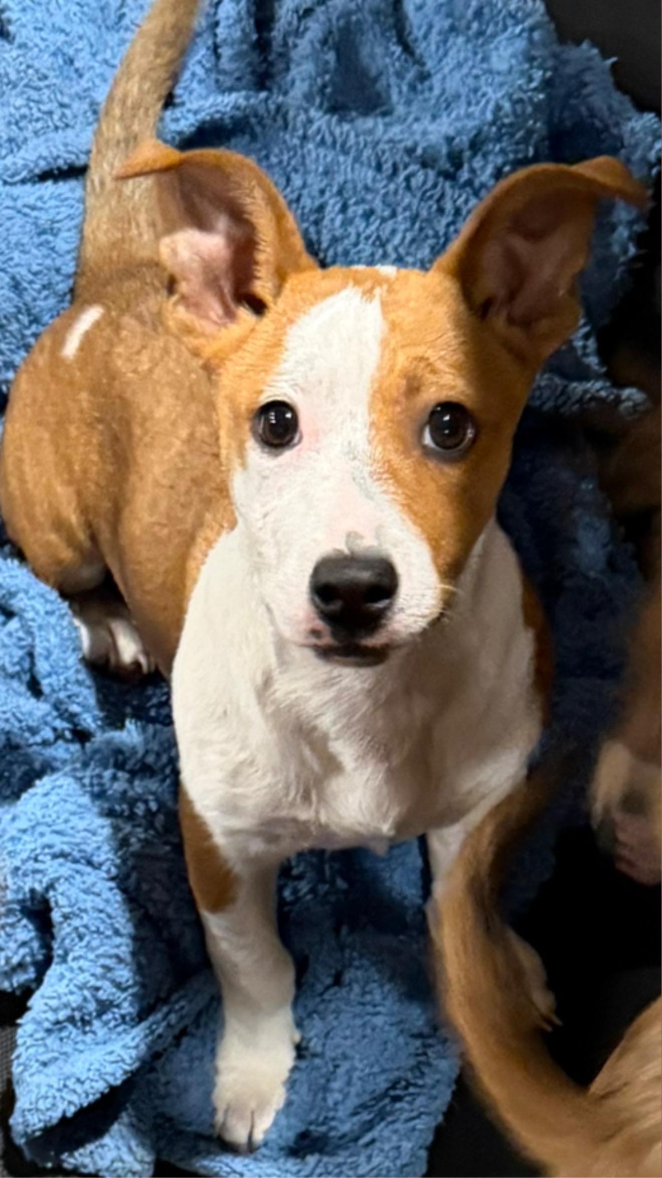 Enlarge Meadow, a ADOPTABLE mixed breed in Inez, TX image 1/3
