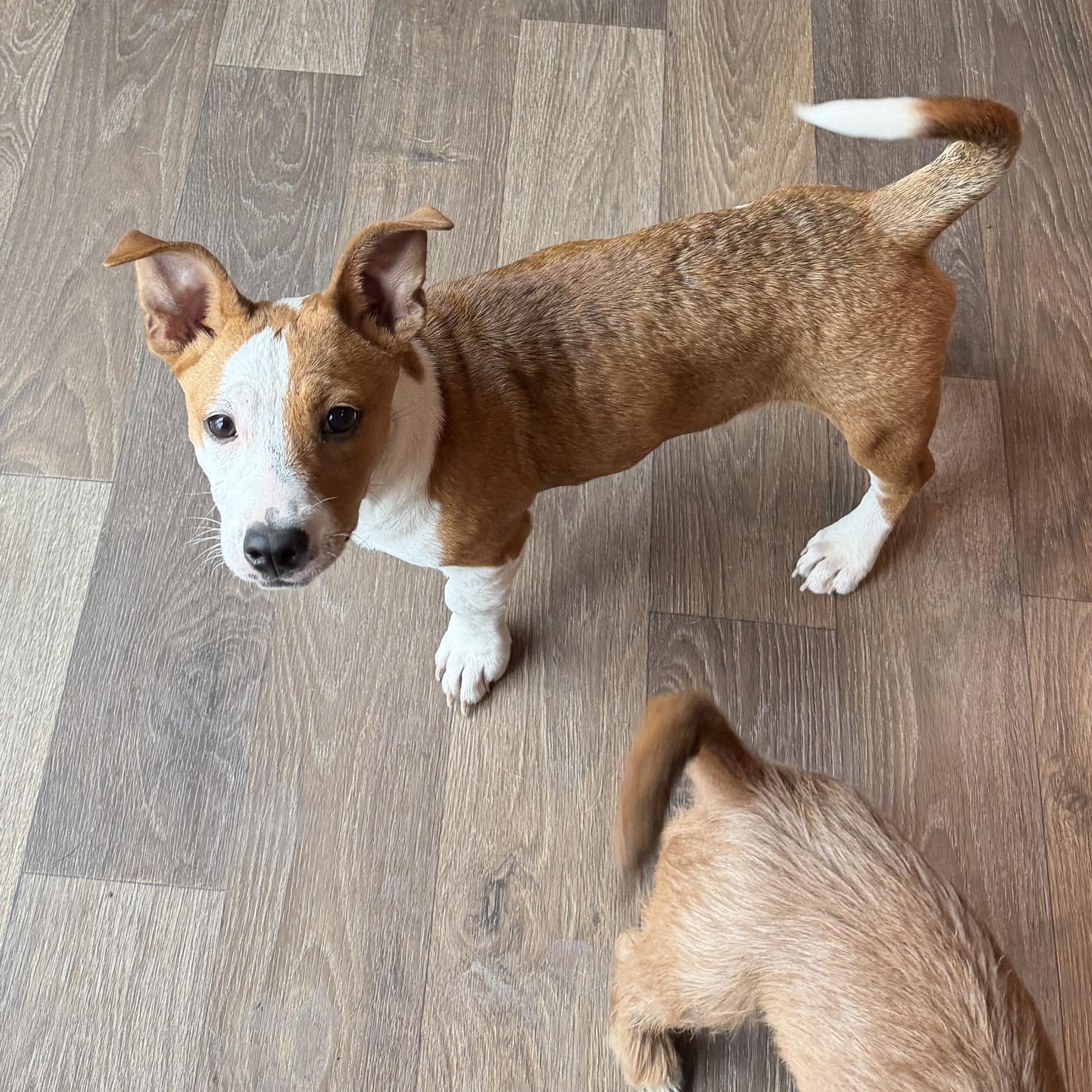 Enlarge Meadow, a ADOPTABLE mixed breed in Inez, TX image 3/3