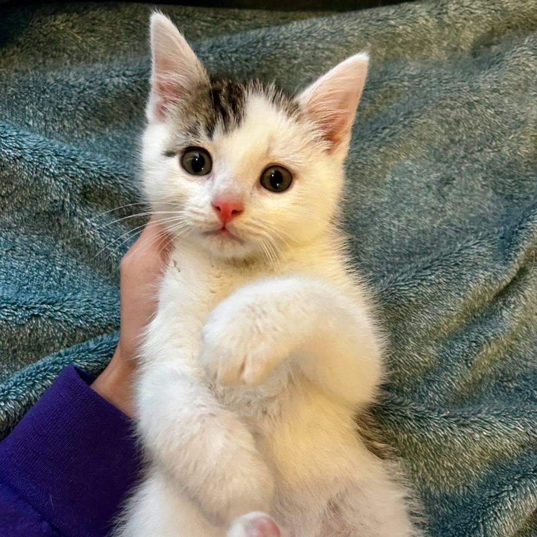 Hank, adopted, Kitten Male Domestic Short Hair.