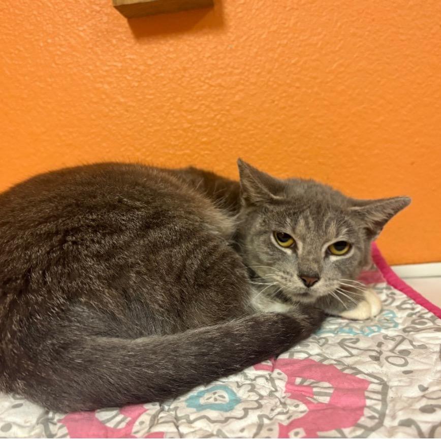 Barb, Adoptable, Adult Female American Shorthair.