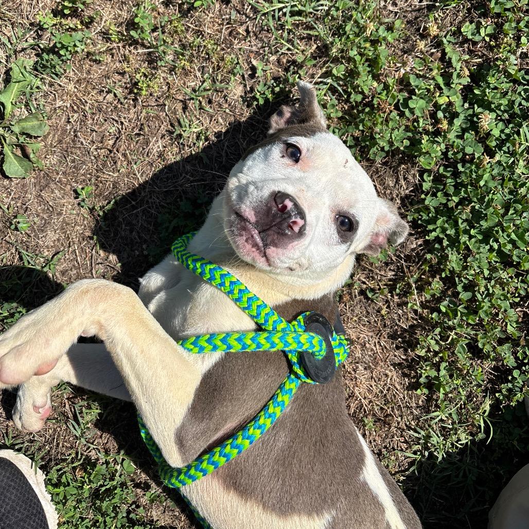 Nola, a Adoptable Pit Bull Terrier in Roxboro, NC image 1/6