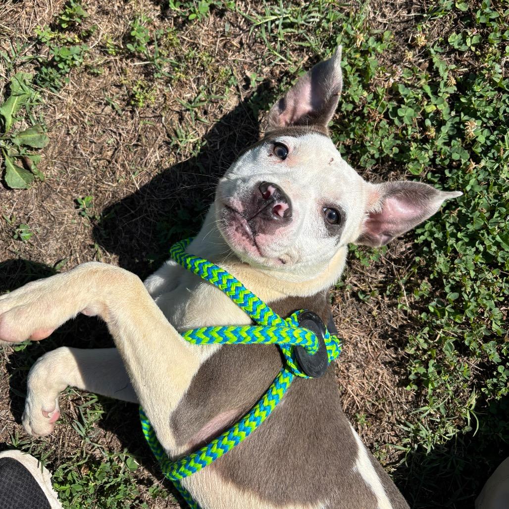 Nola, a Adoptable Pit Bull Terrier in Roxboro, NC image 2/6